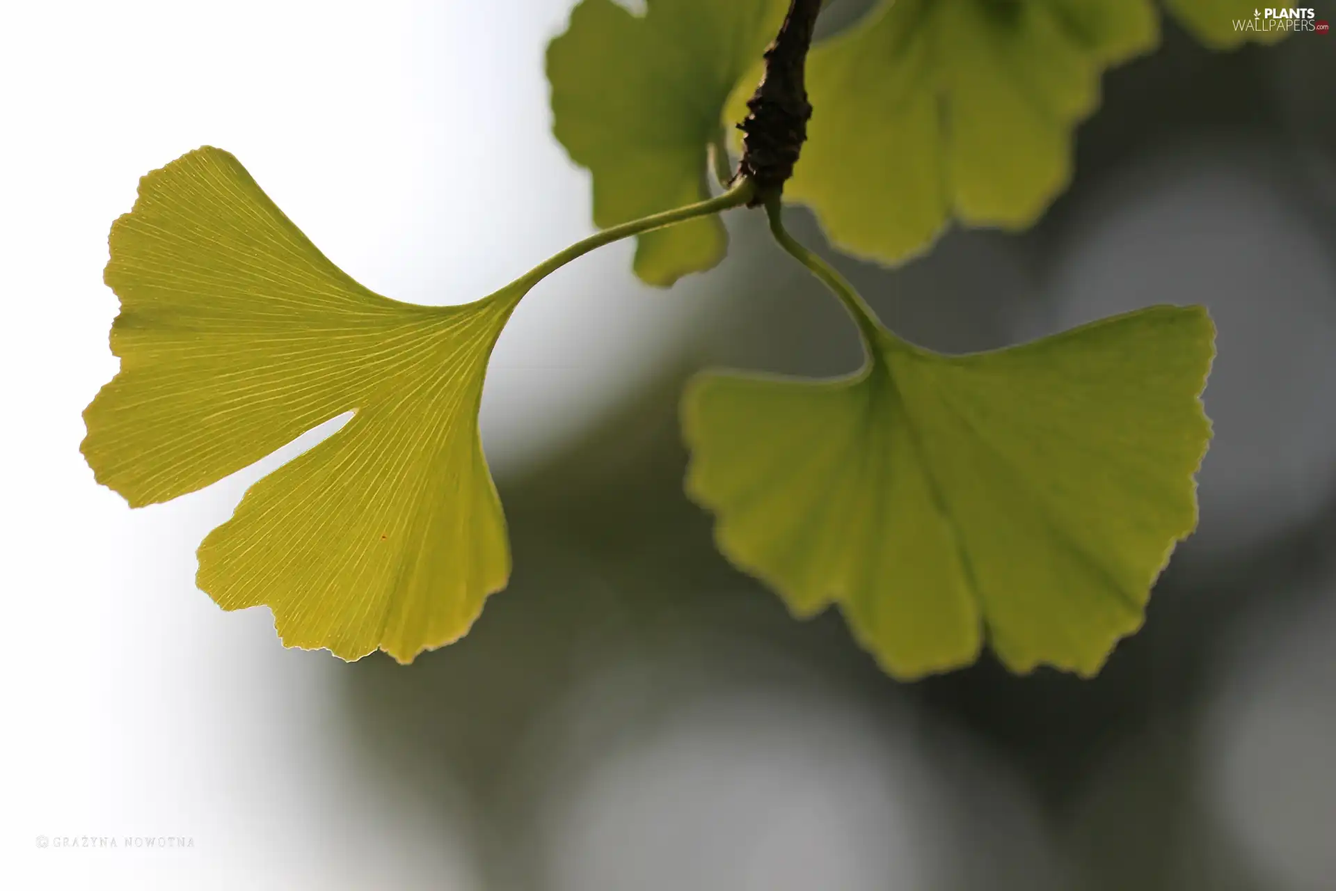 Ginkgo Japanese, Leaf