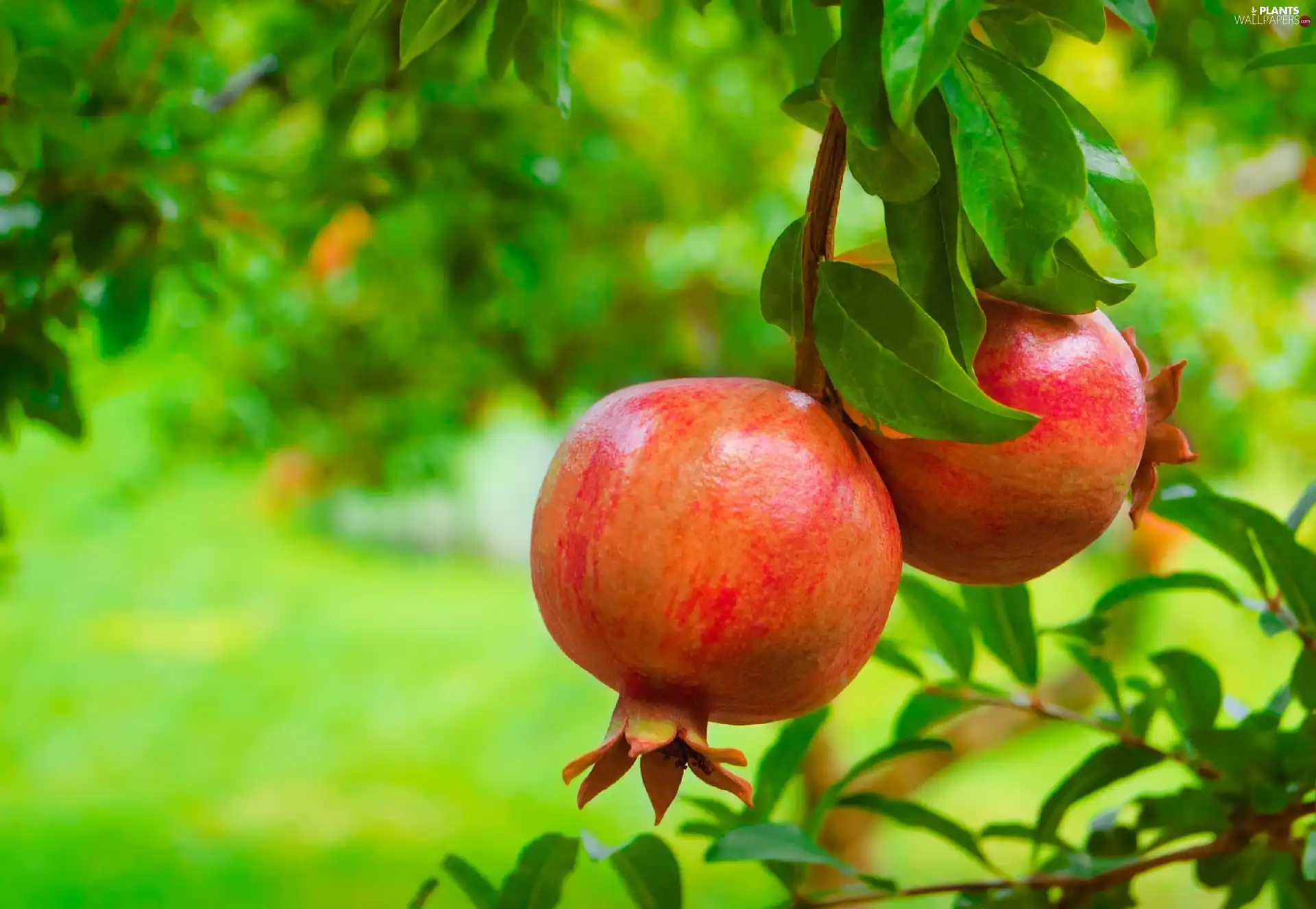 Garden, Fruits, Granatu, trees