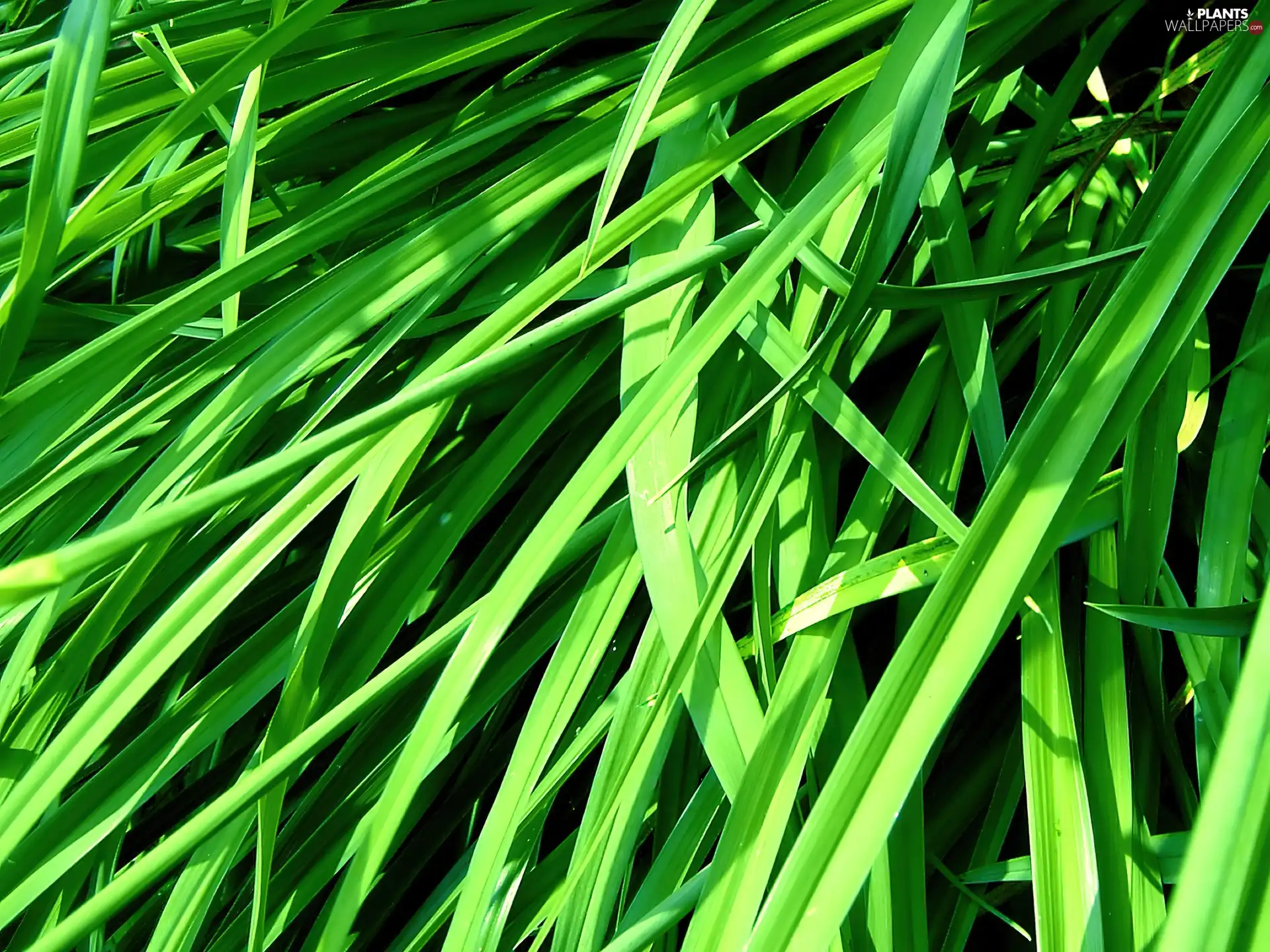 grass