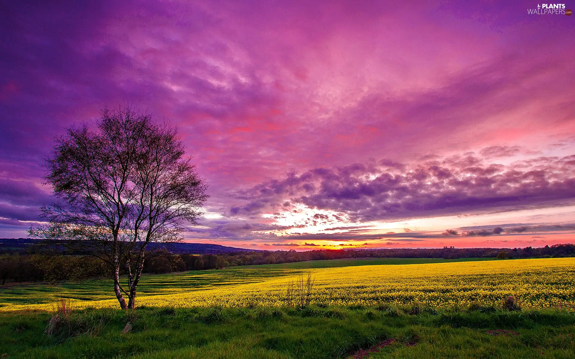 grass, trees, clouds