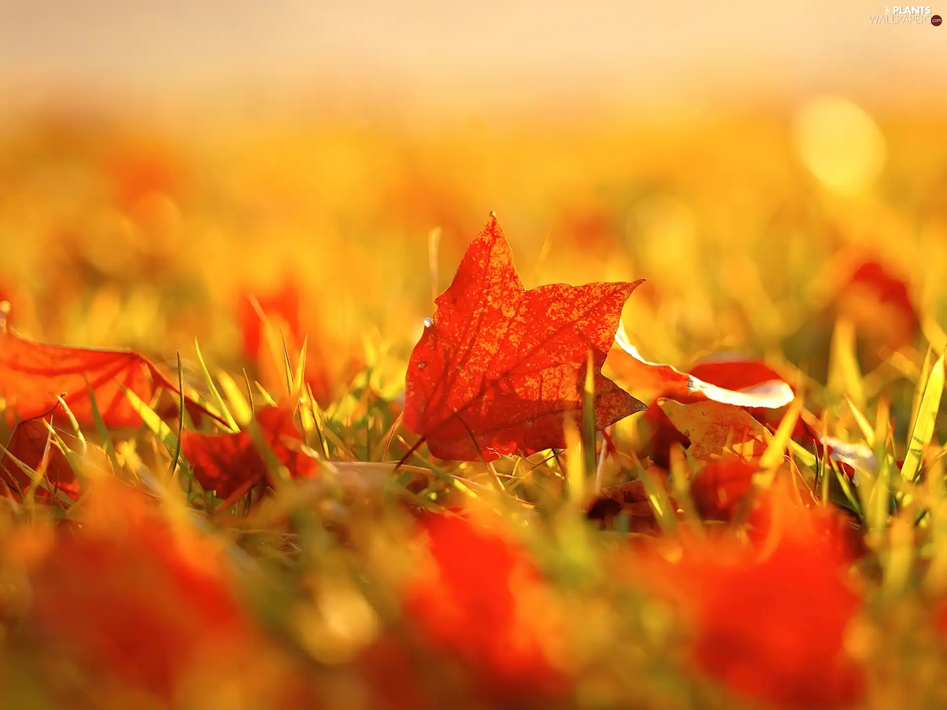 color, autumn, grass, Leaf