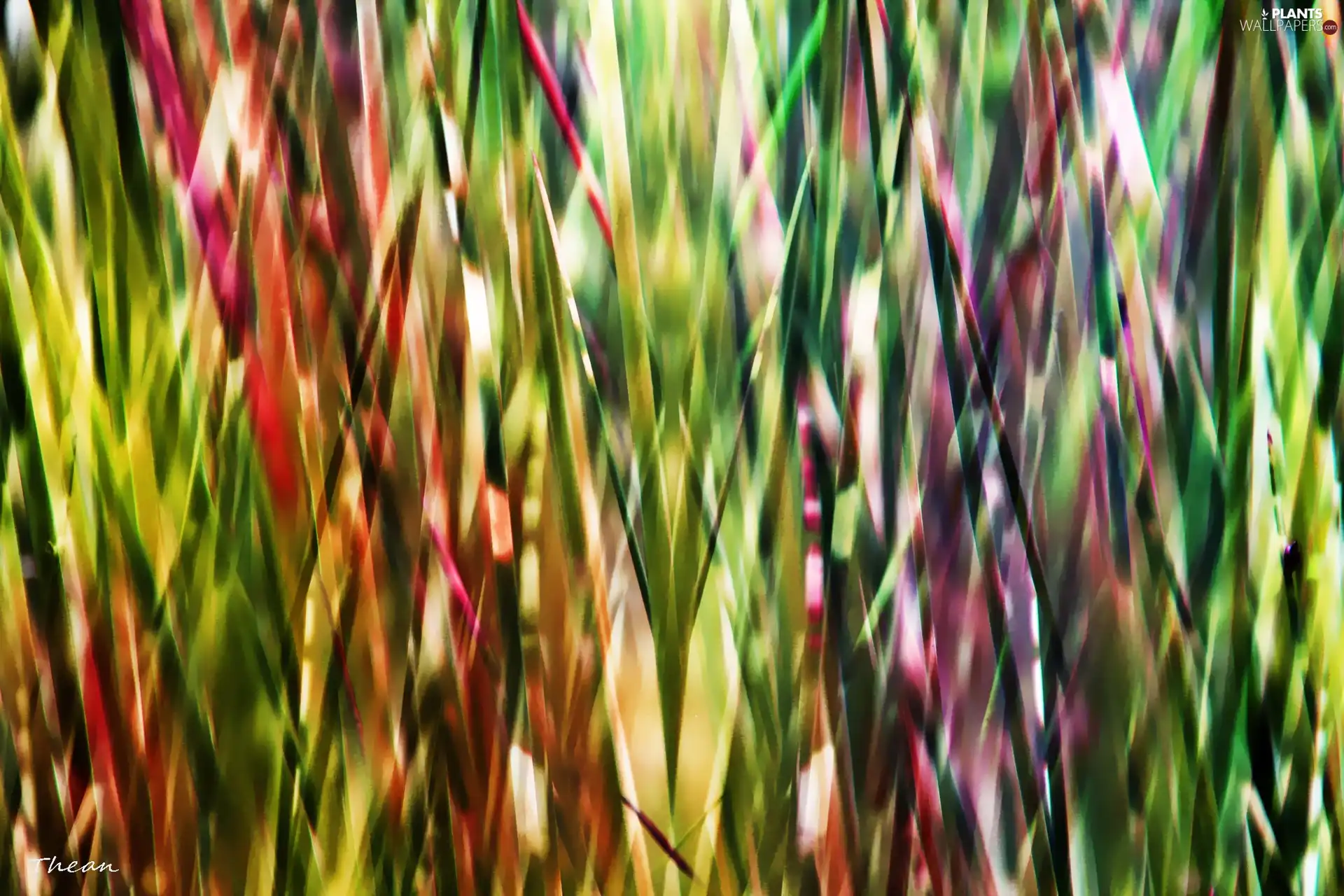 Coloured, grass