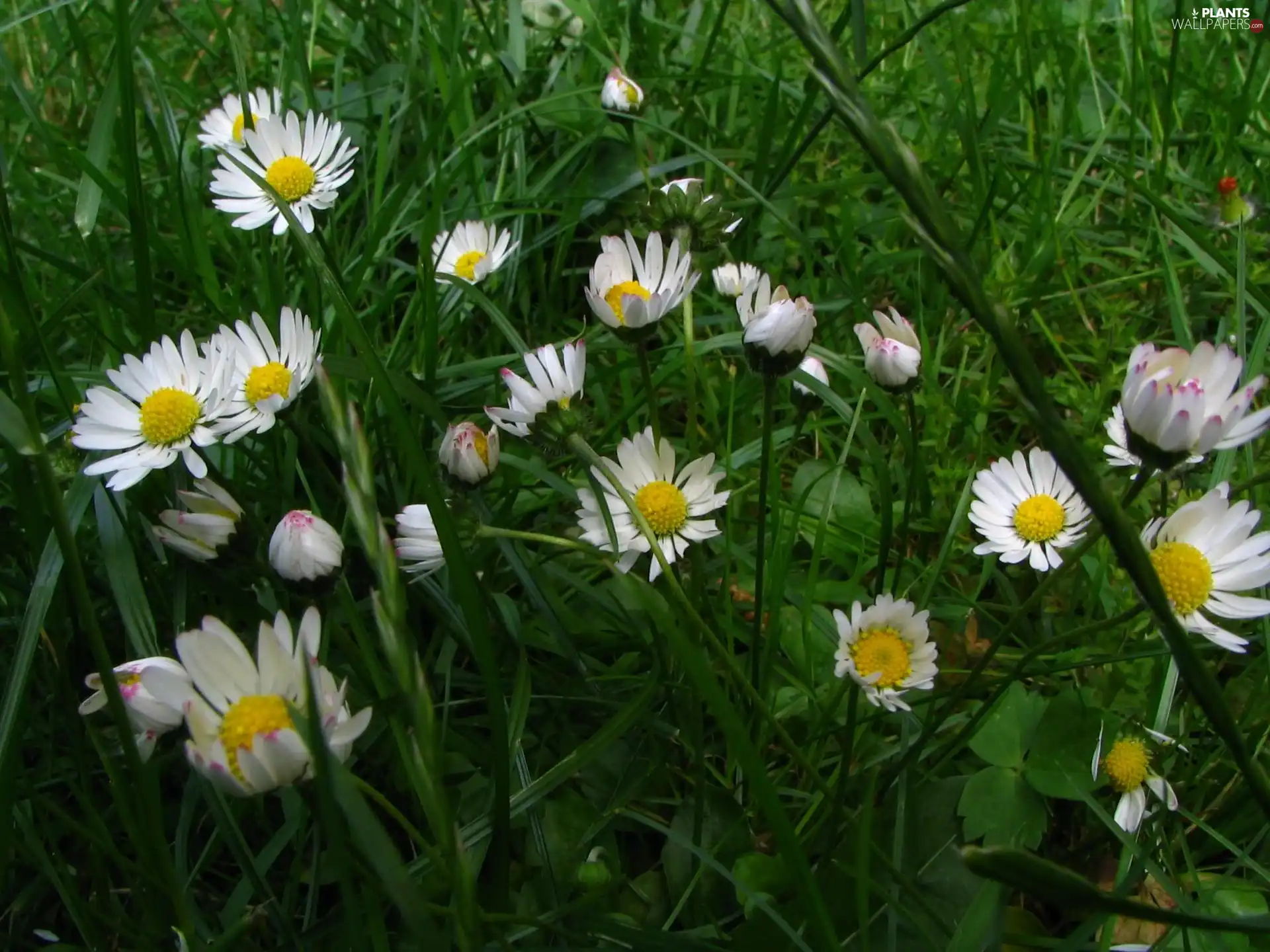 daisies, grass