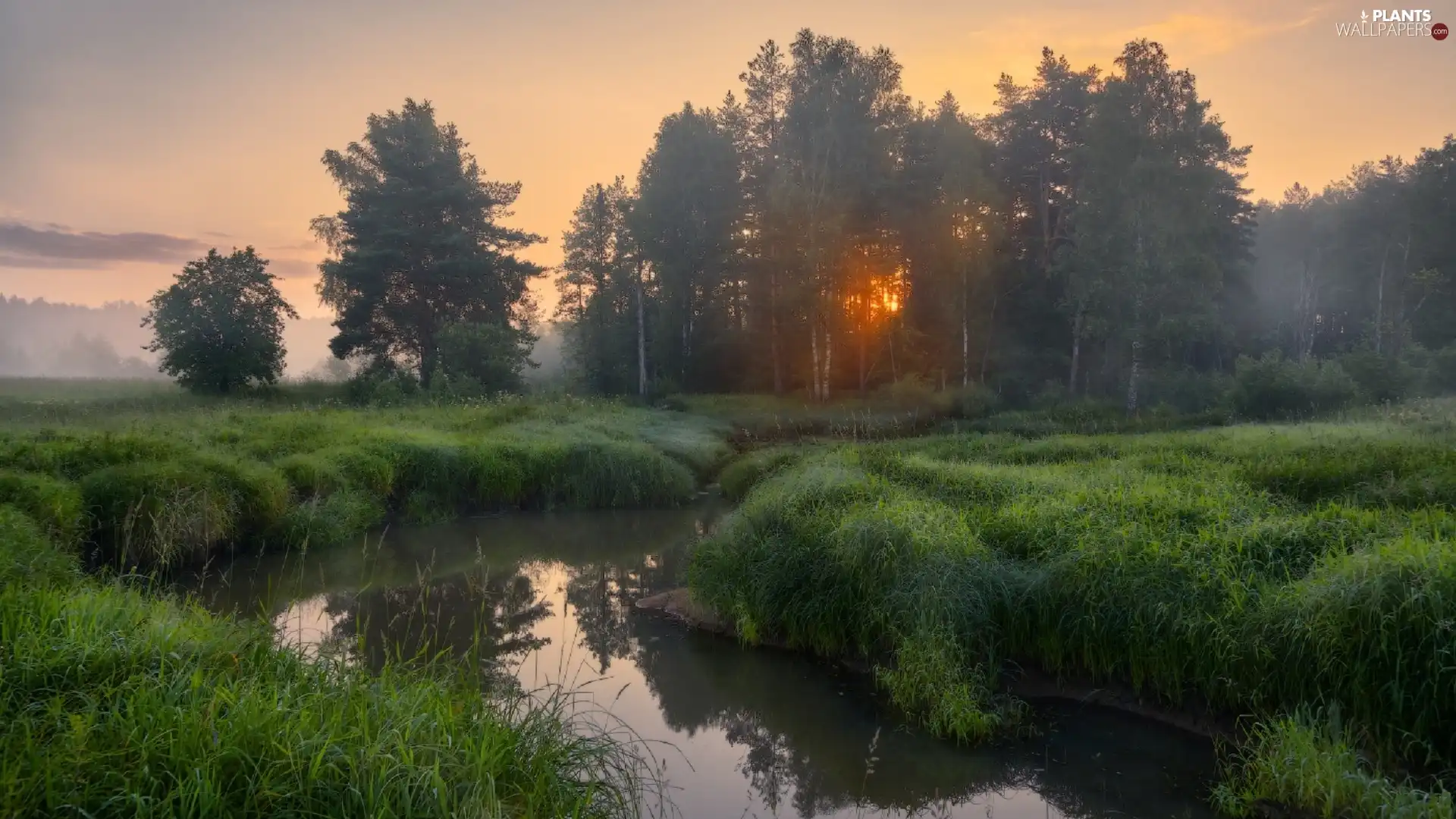 trees, Thick, Fog, grass, River, viewes, dawn