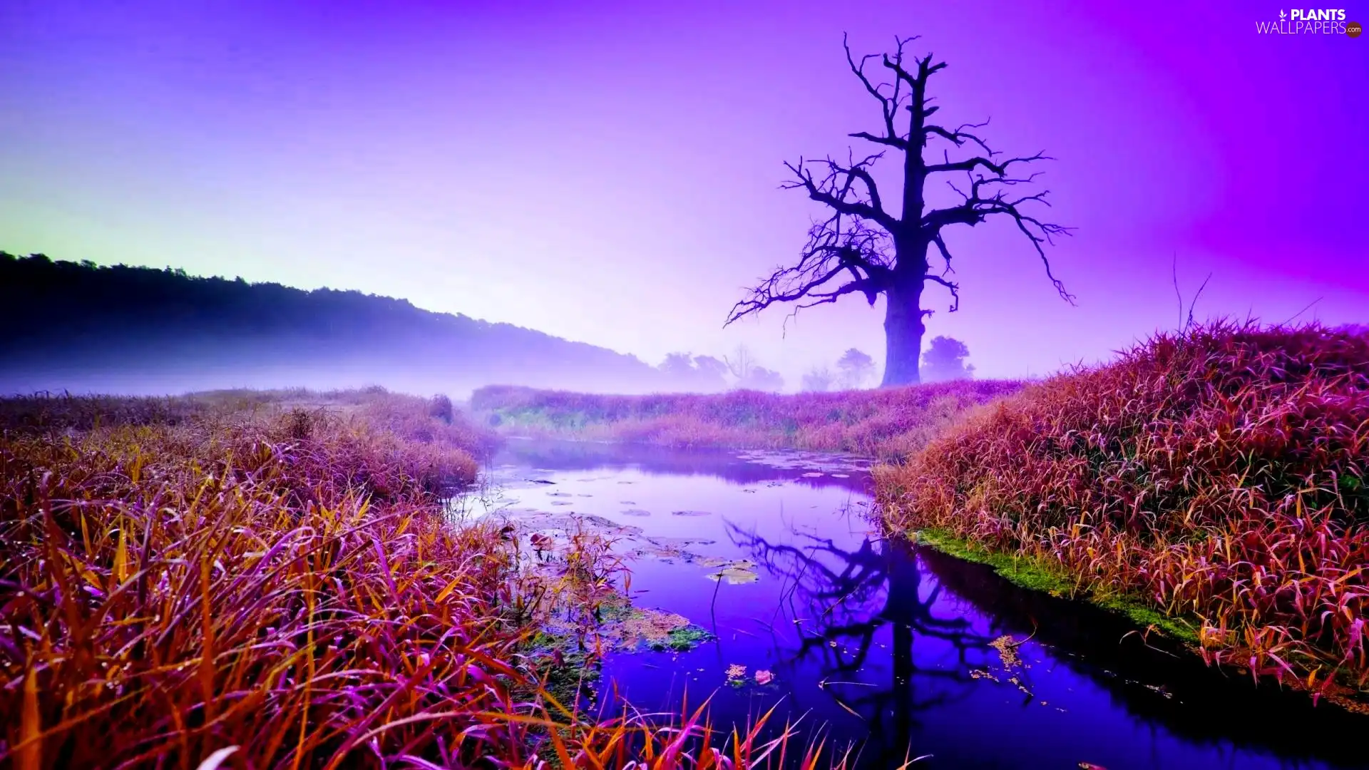 forest, lake, grass, Fog