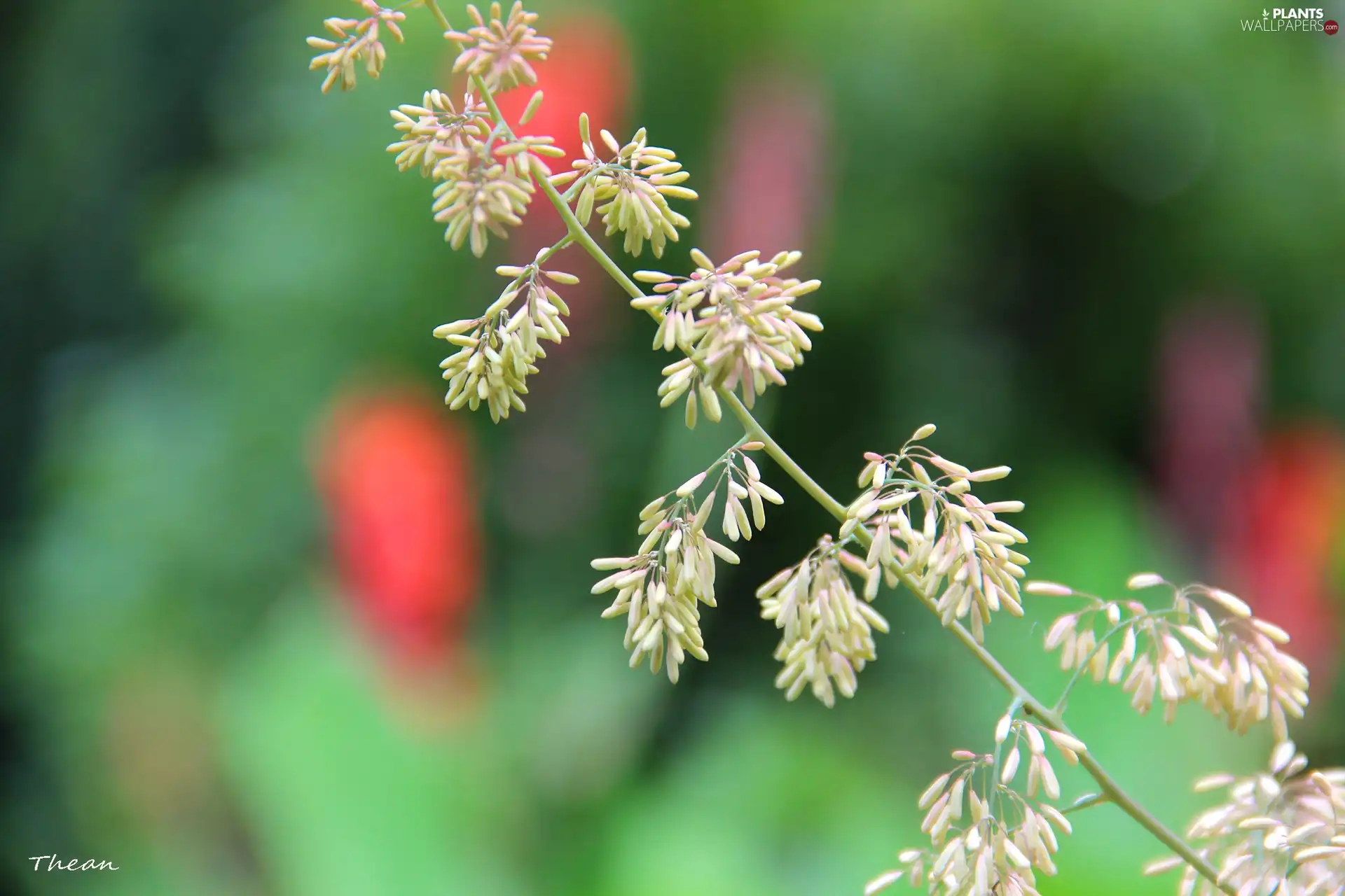 inflorescence, grass