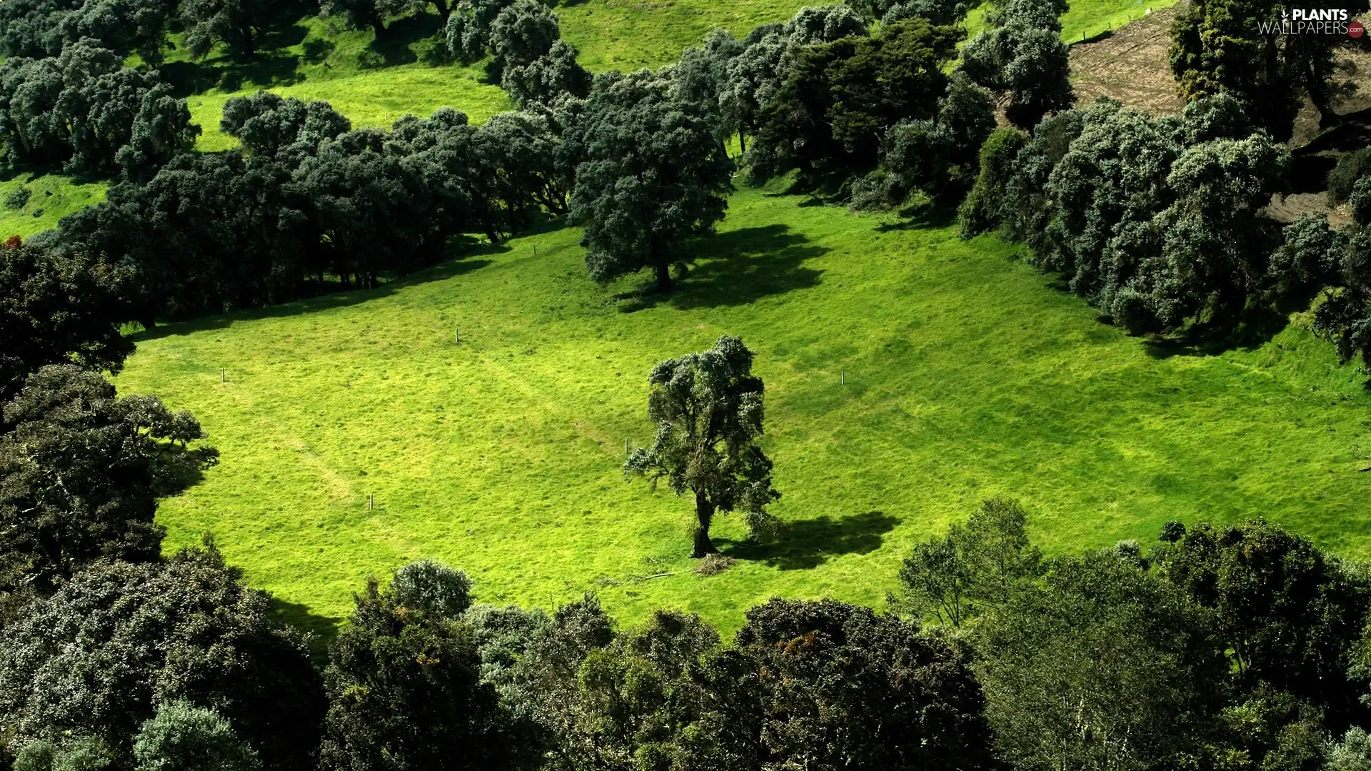 labyrinth, Green, grass, trees