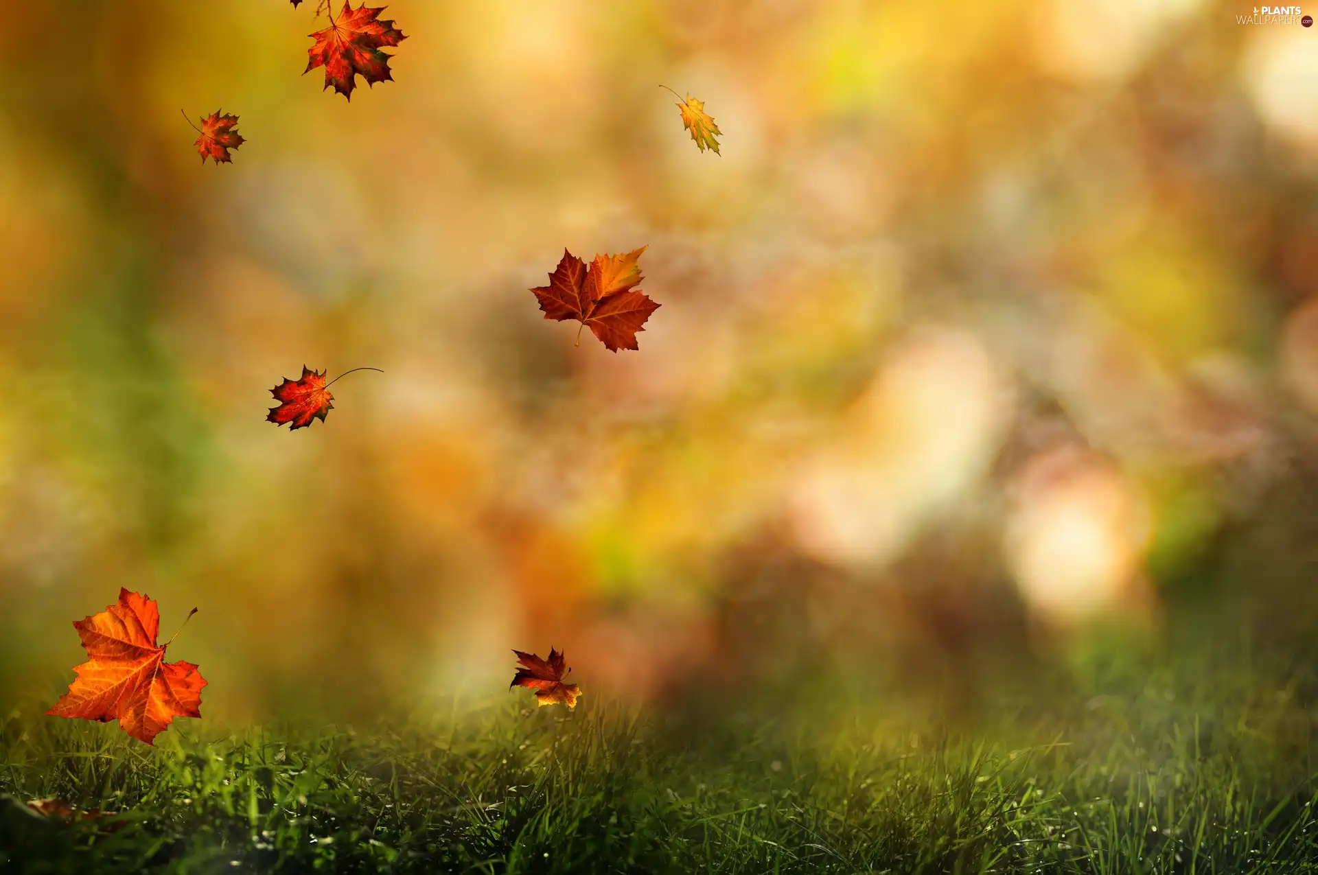 grass, color, Leaf