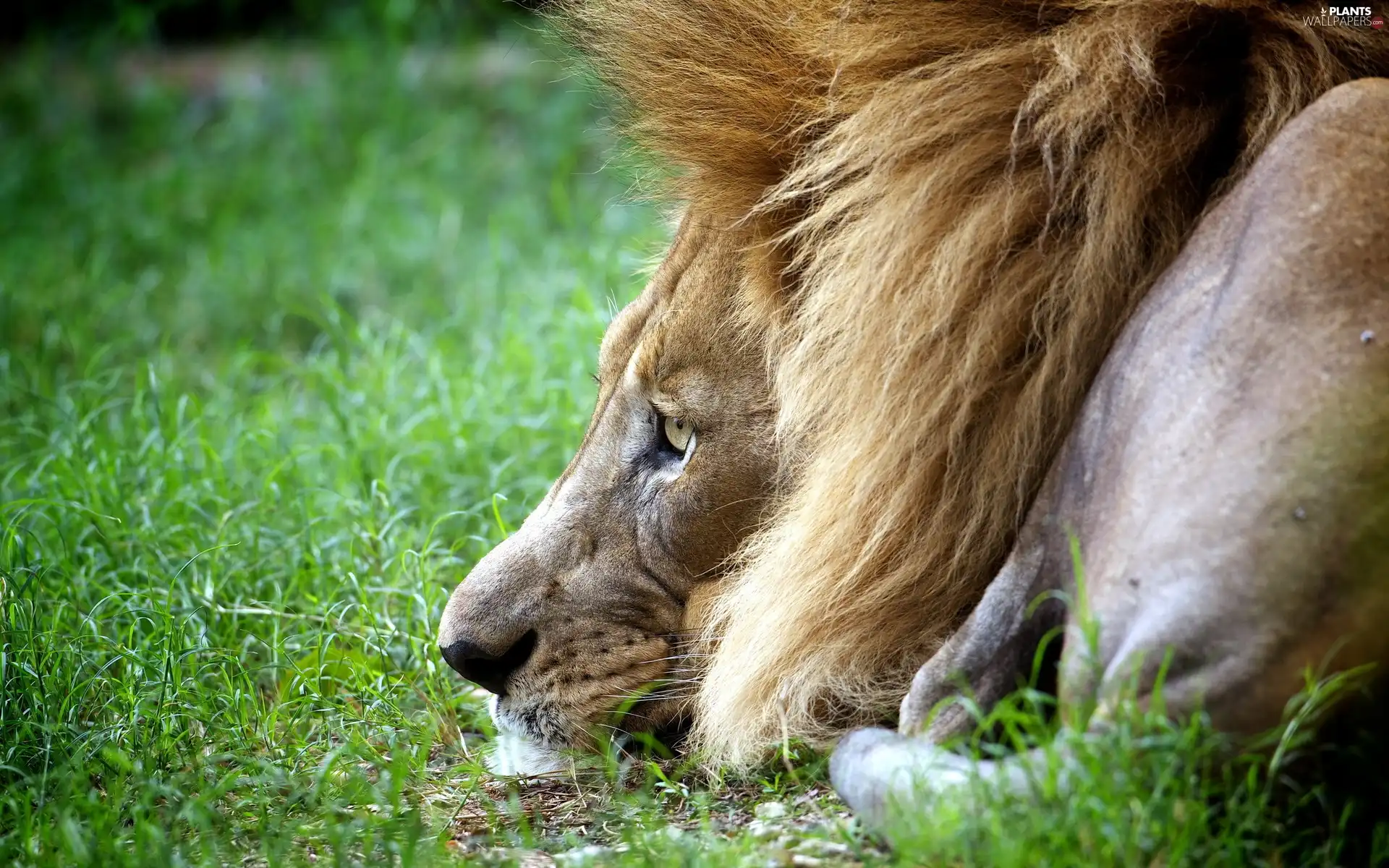 Lion, grass