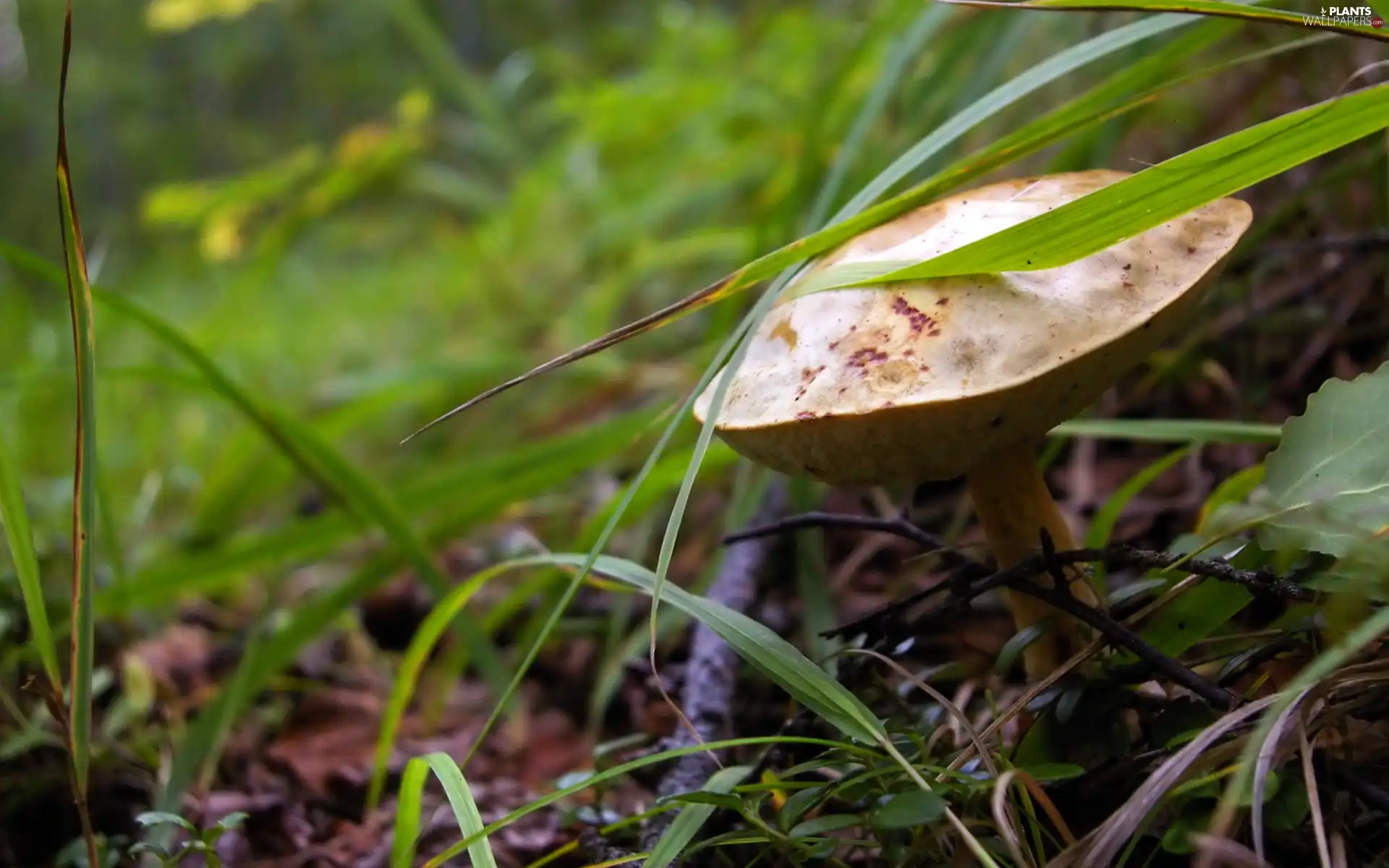 Mushrooms, grass