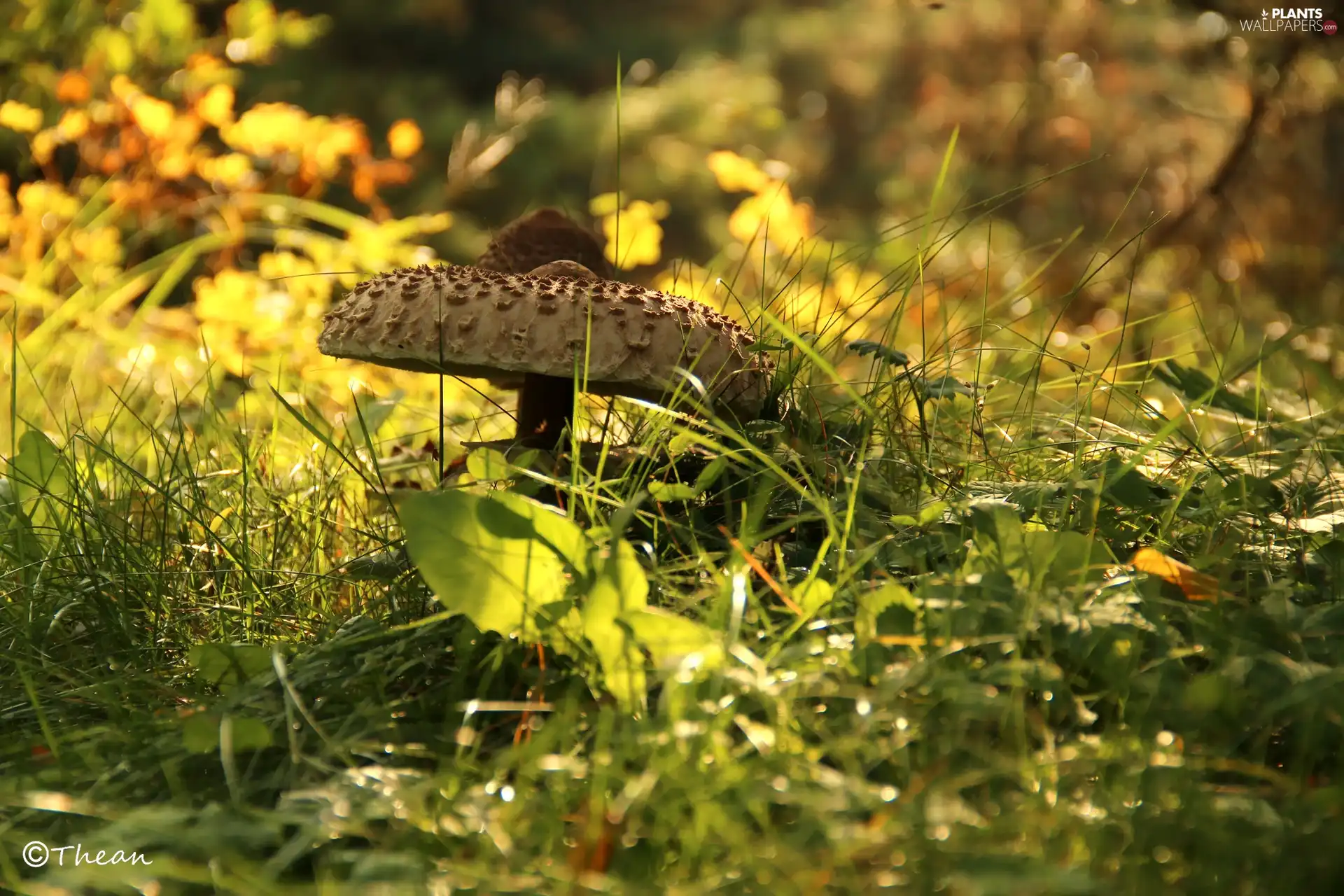 Macrolepiota Procera, Mushrooms, grass, owl