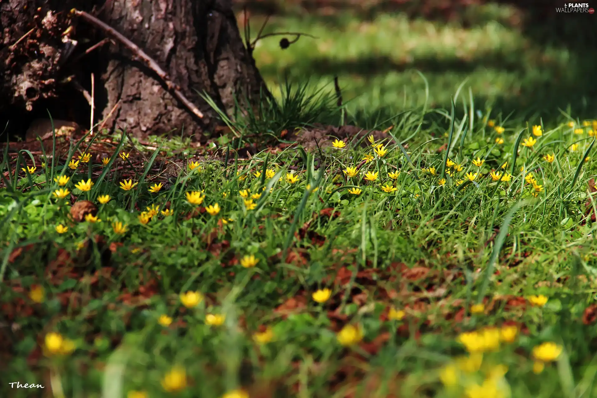 grass, trees, Yellow, Flowers, fig buttercup