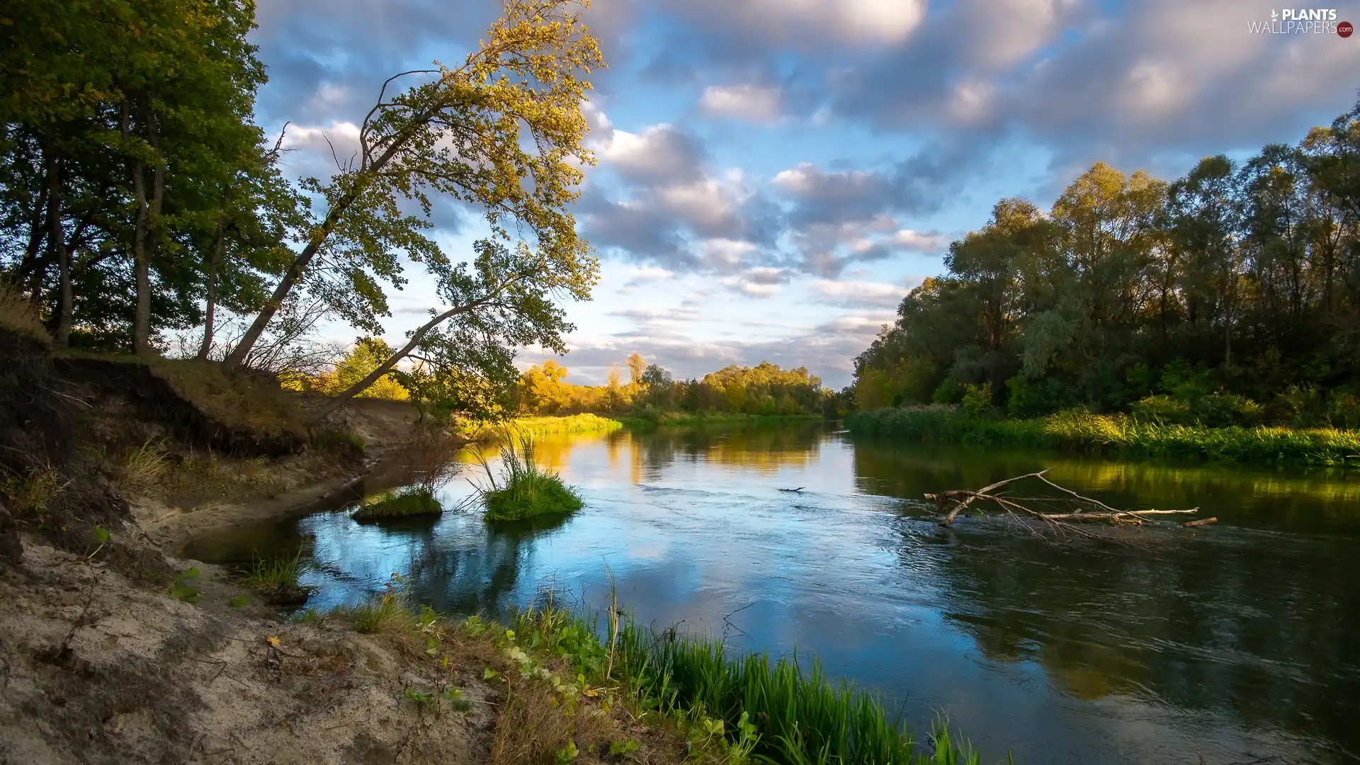 coast, grass, trees, viewes, River