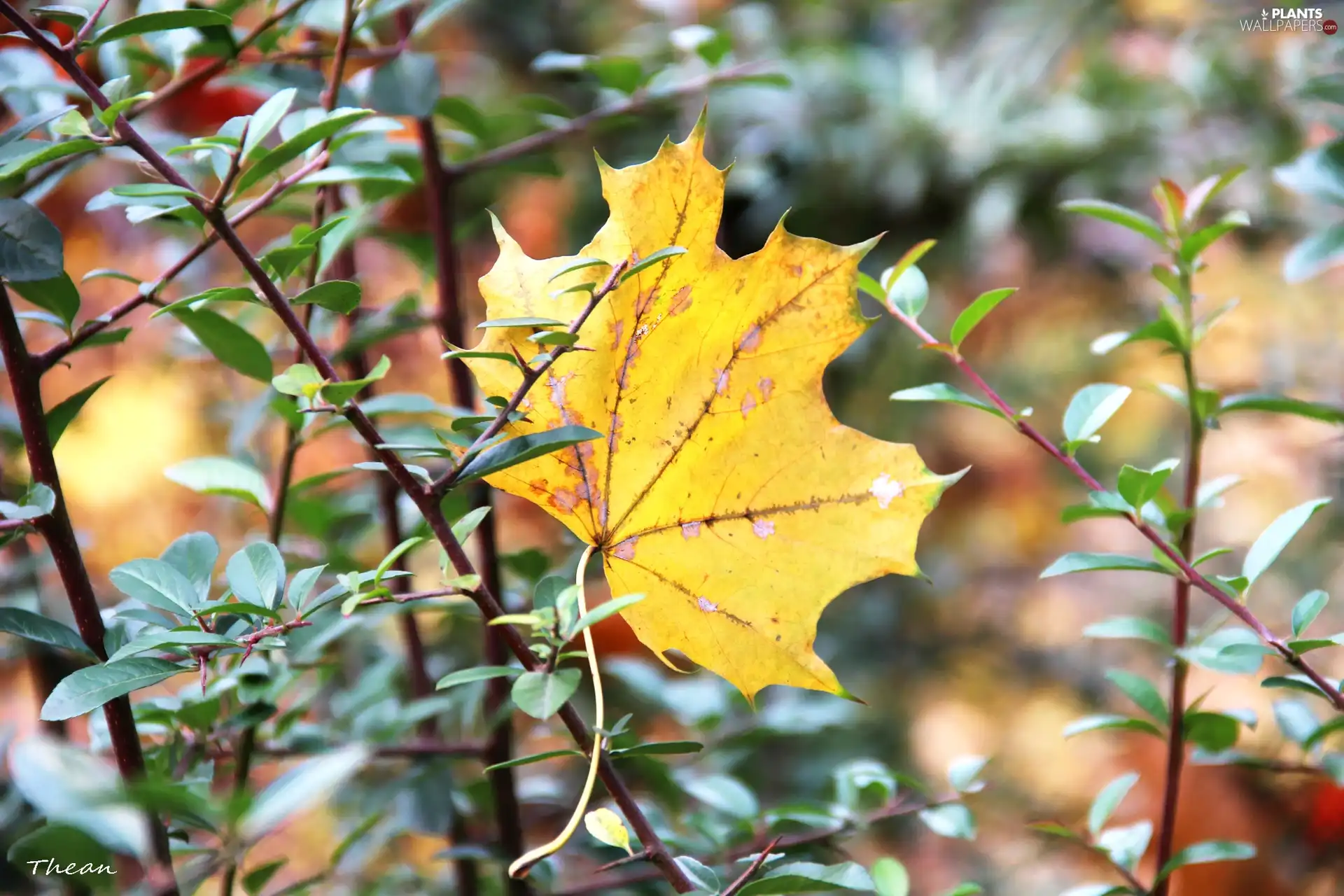 Green, Bush, Autumn, leaf, Yellow