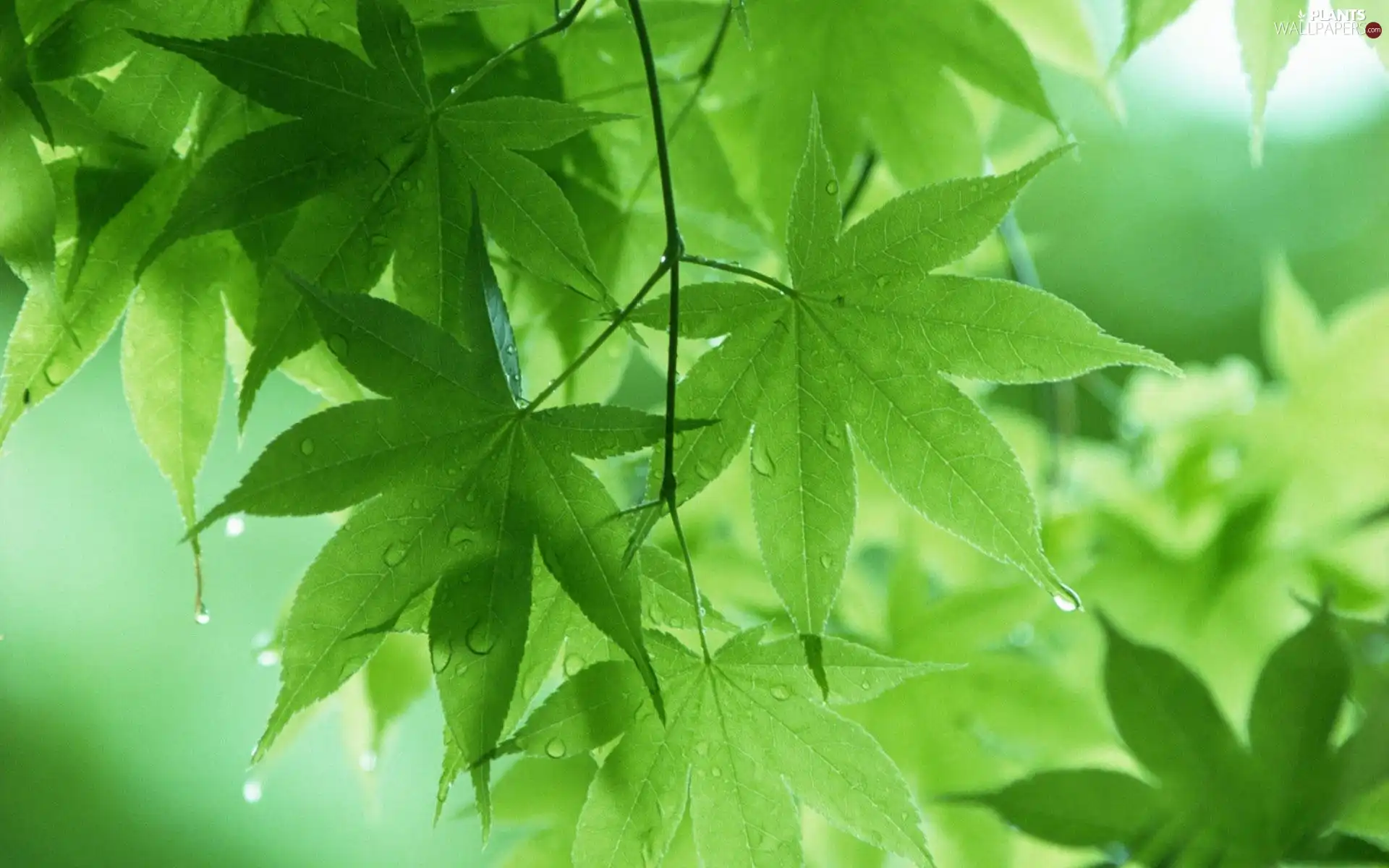 green ones, Leaf