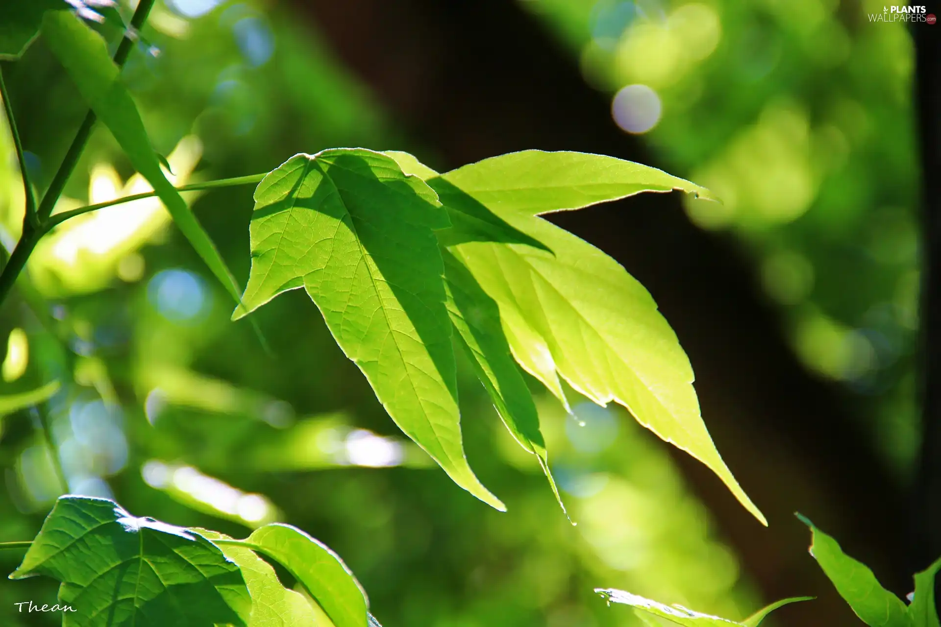 green ones, Leaf