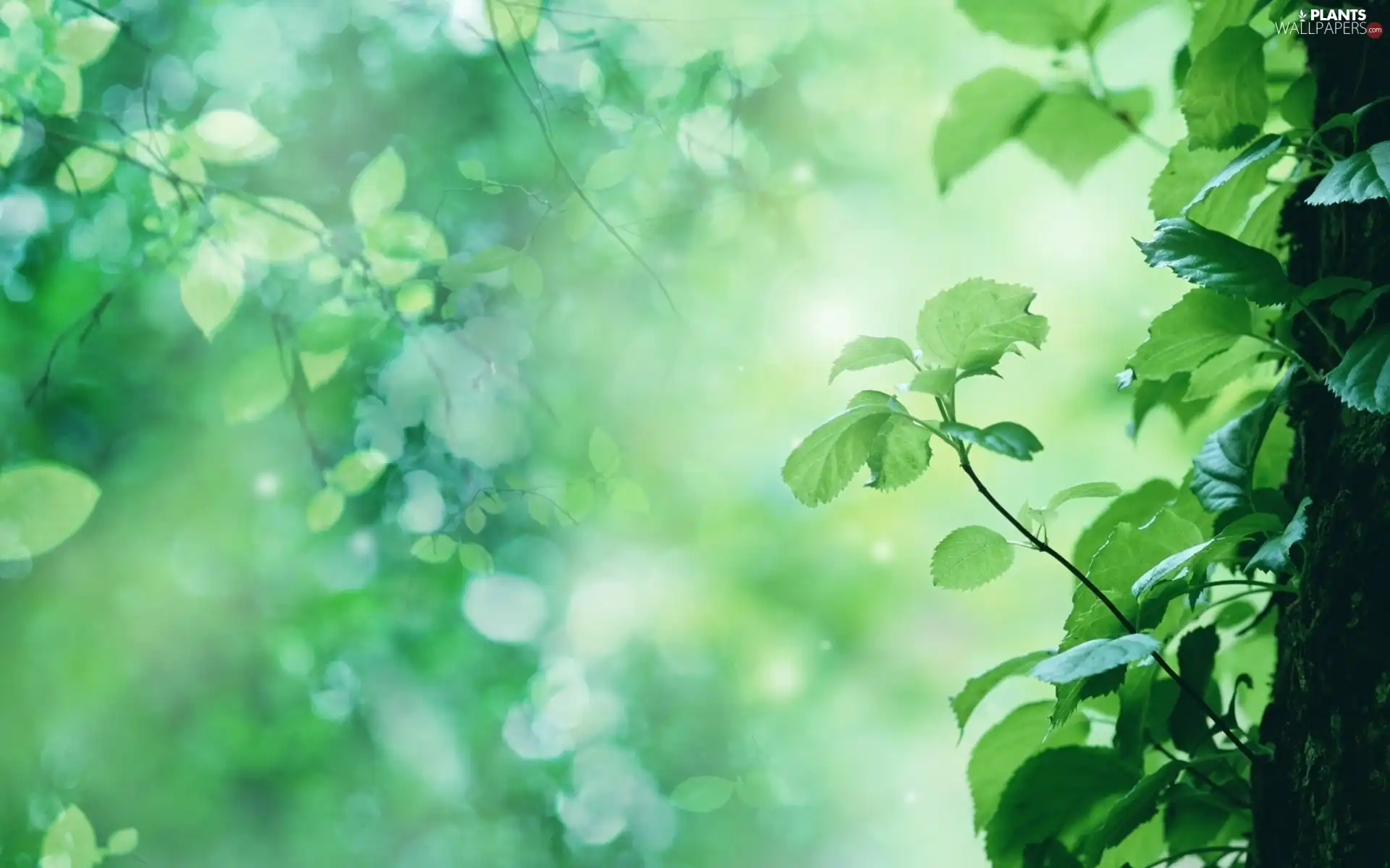 Leaf, trees, green ones