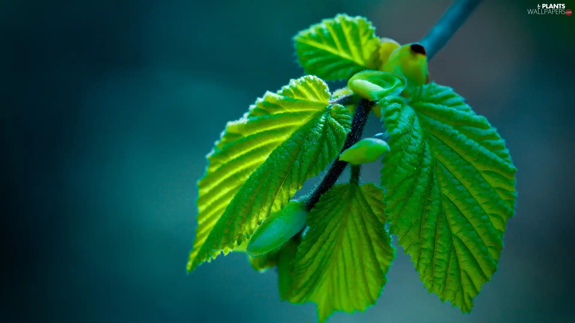 leaves, stalk, green ones