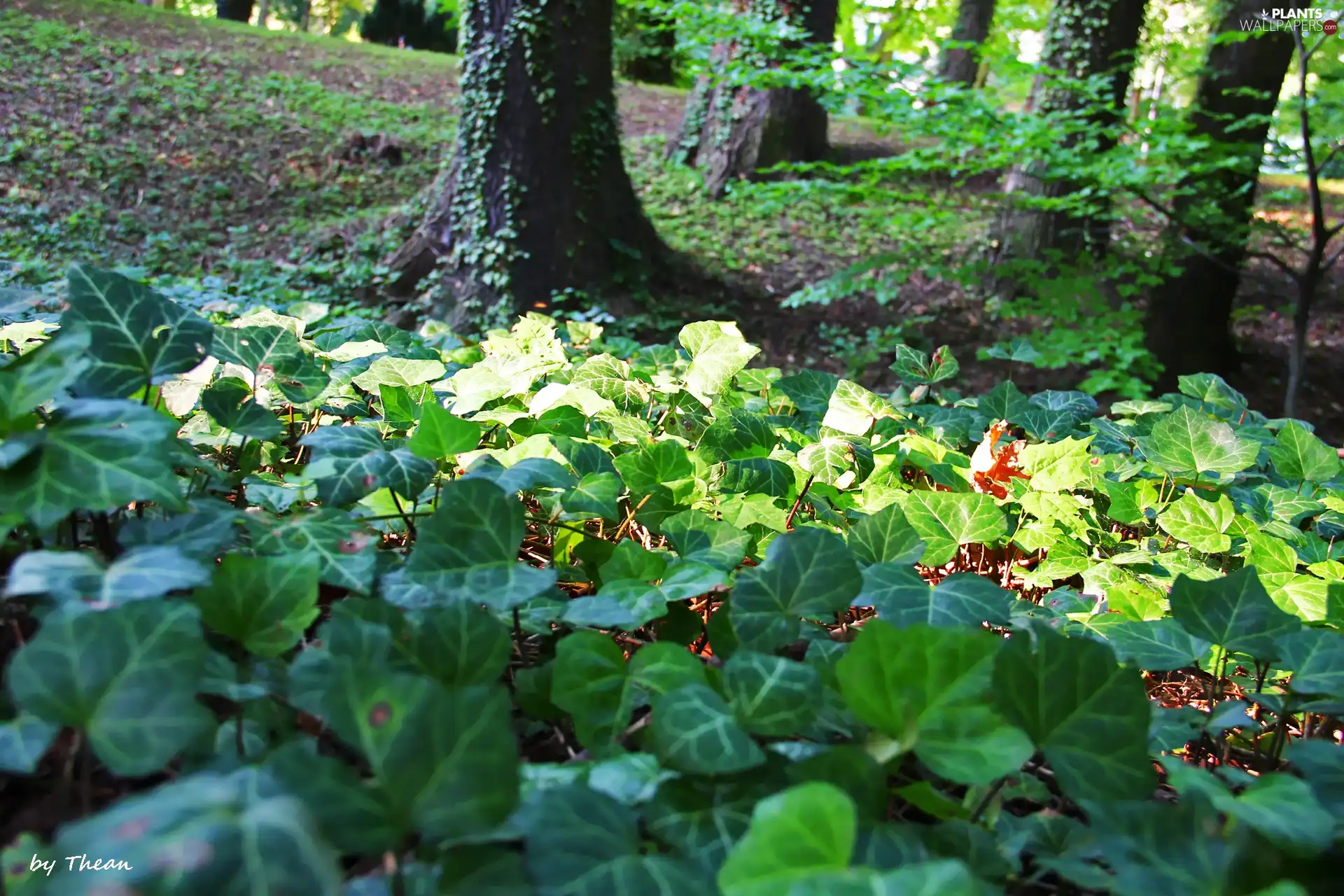 Park, ivy, growing on