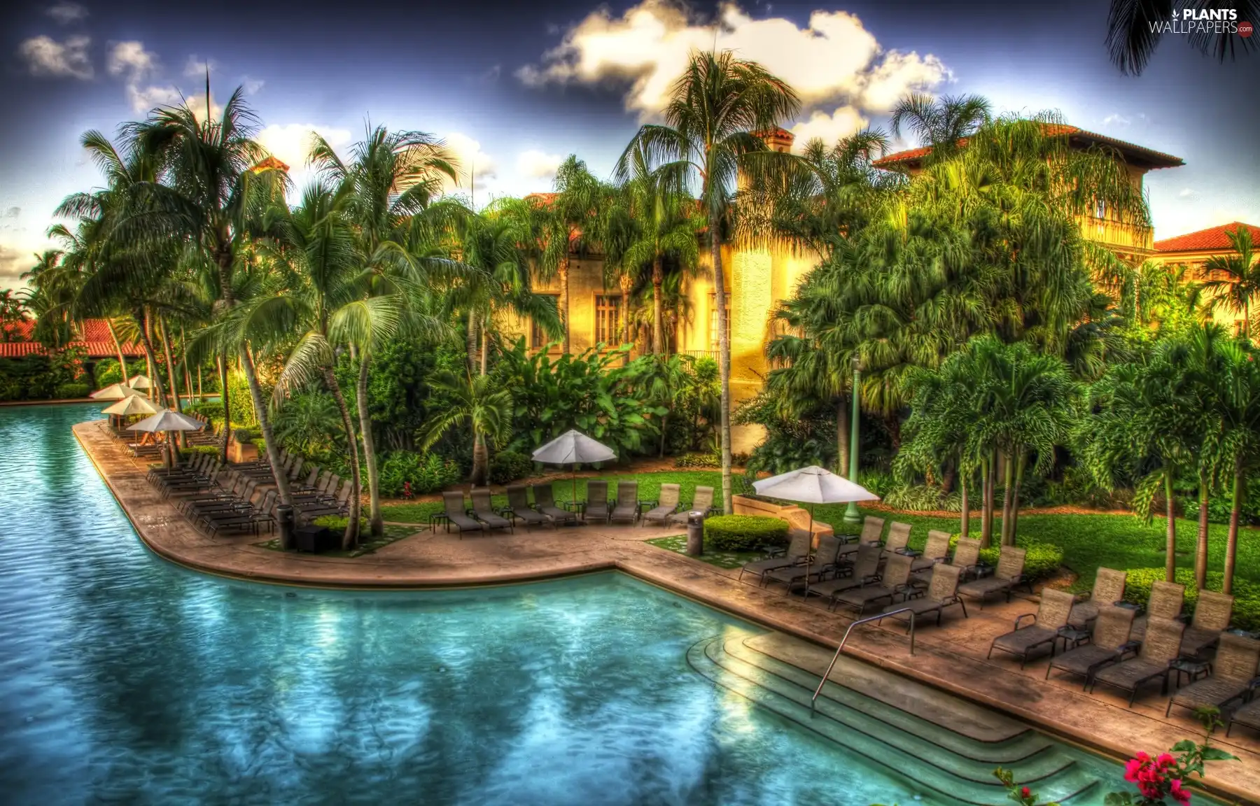 house, Palms, Pool