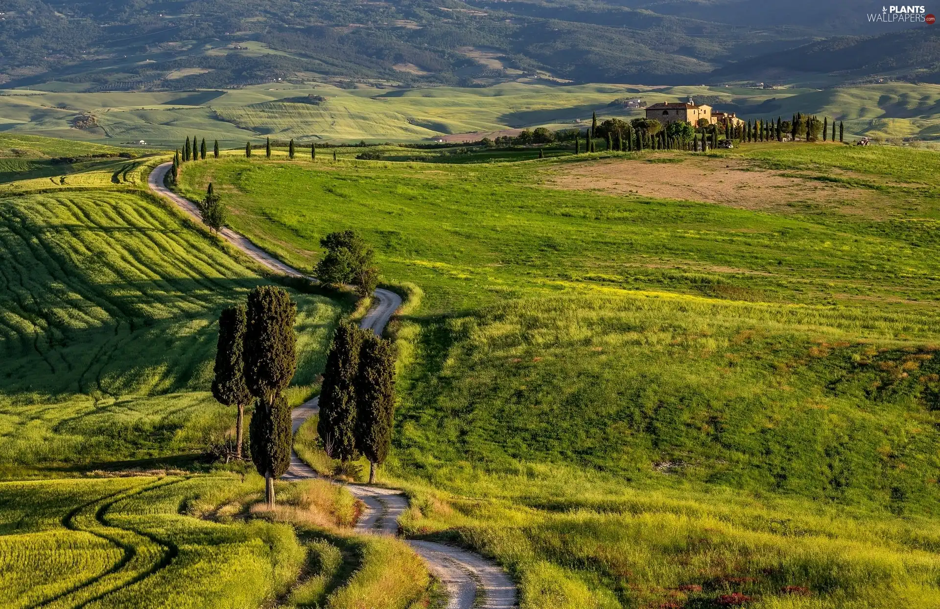 Way, Italy, viewes, house, trees, Tuscany