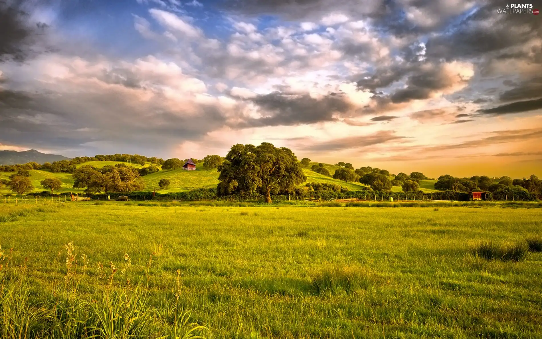 medows, viewes, Houses, trees