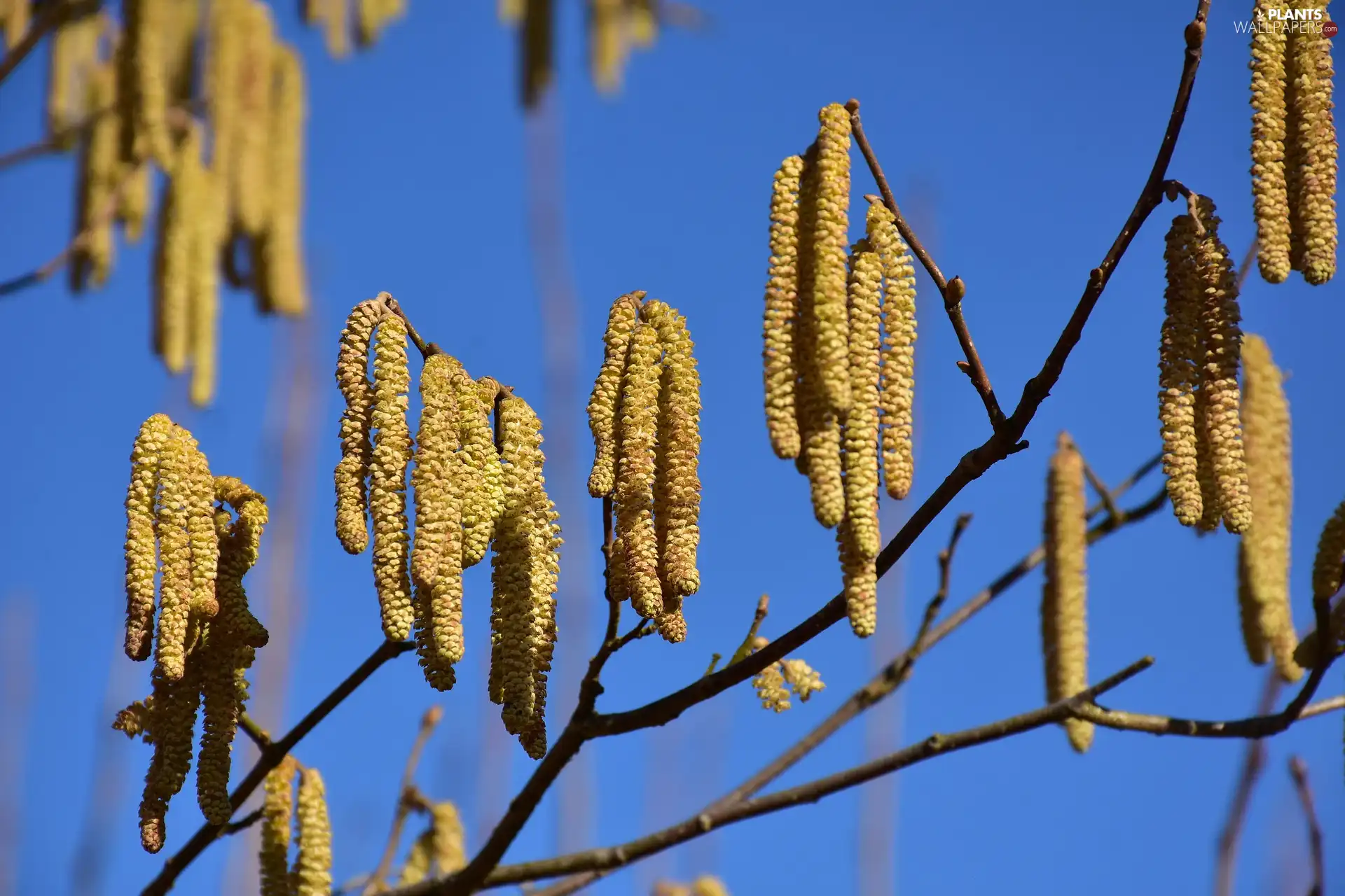 inflorescences, hazel