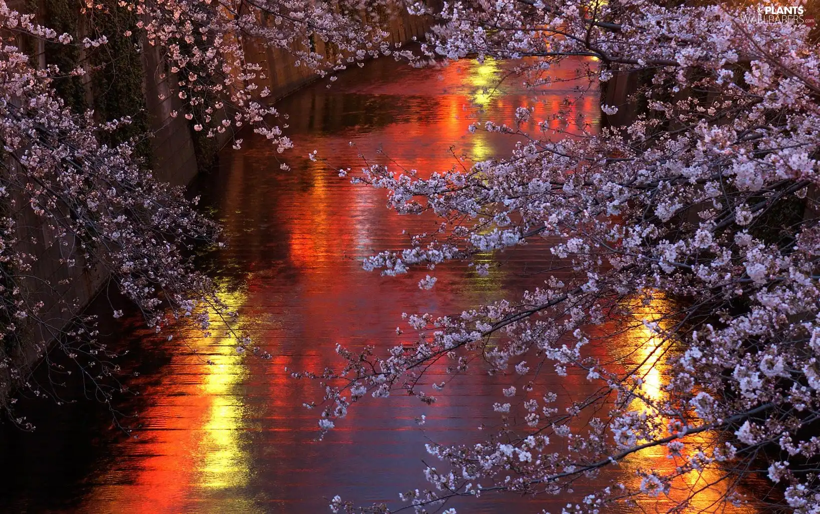 canal, Colourfull Flowers, kirsch