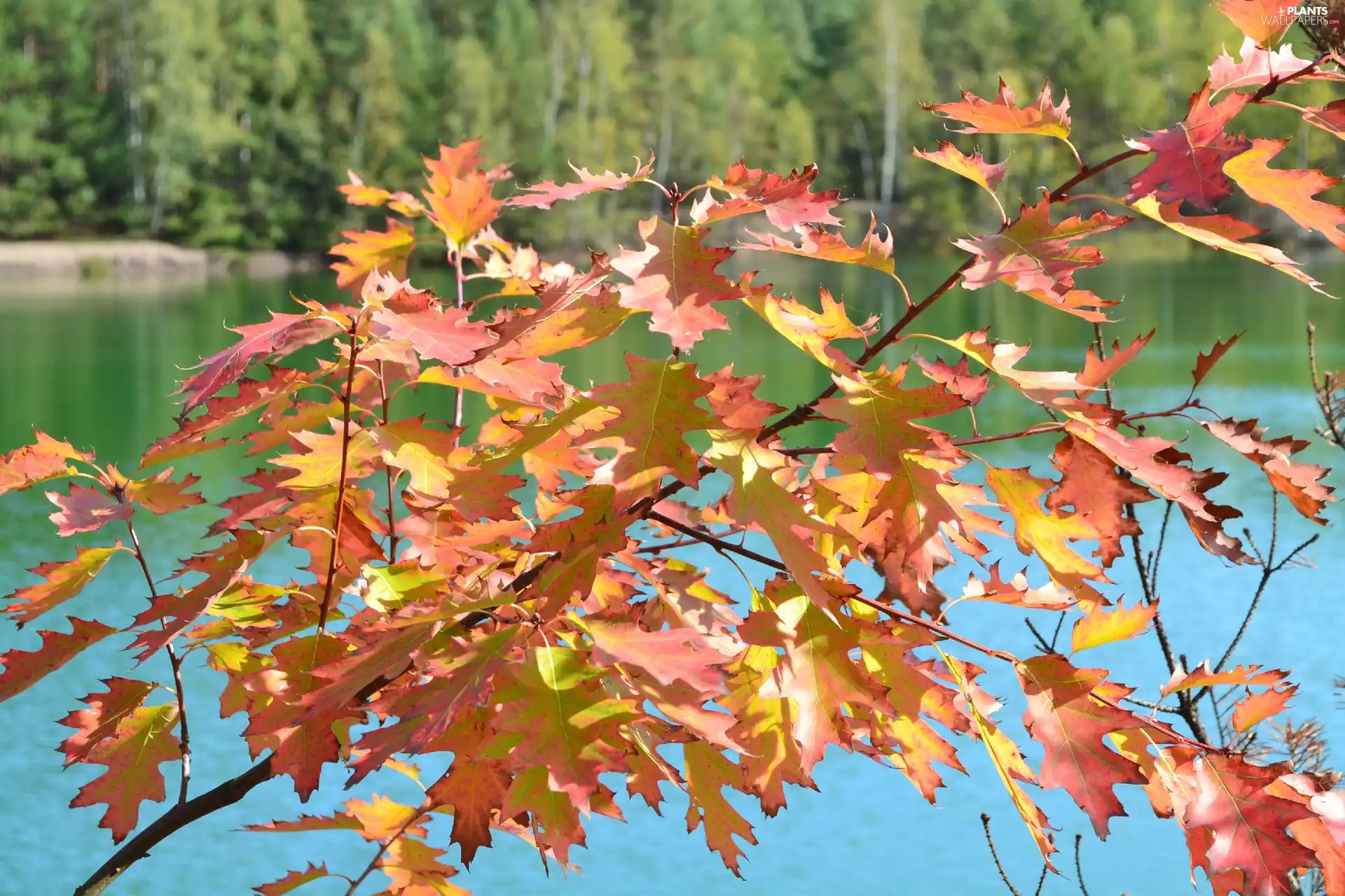 lake, forest, Leaf, oak, Autumn