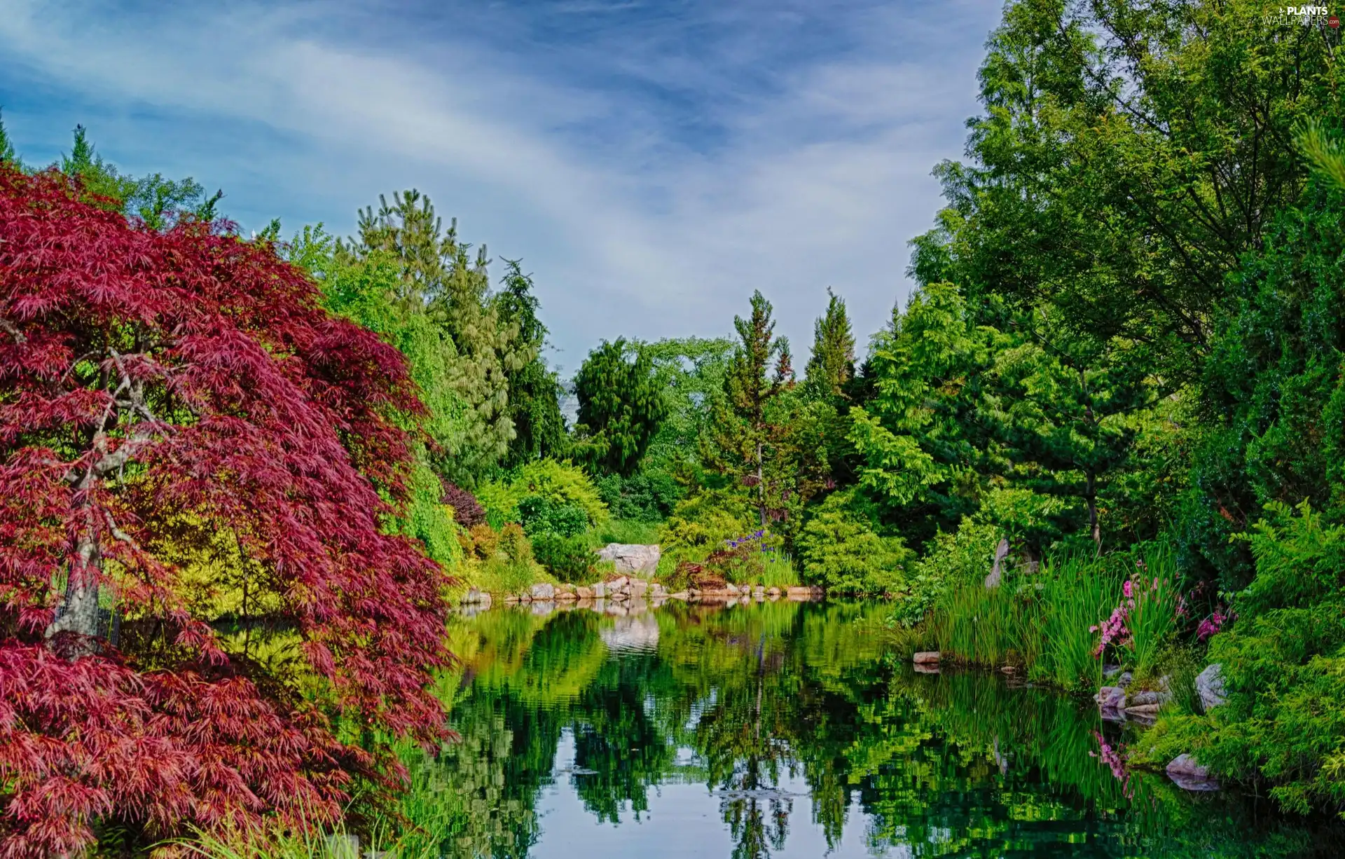 Park, viewes, lake, trees