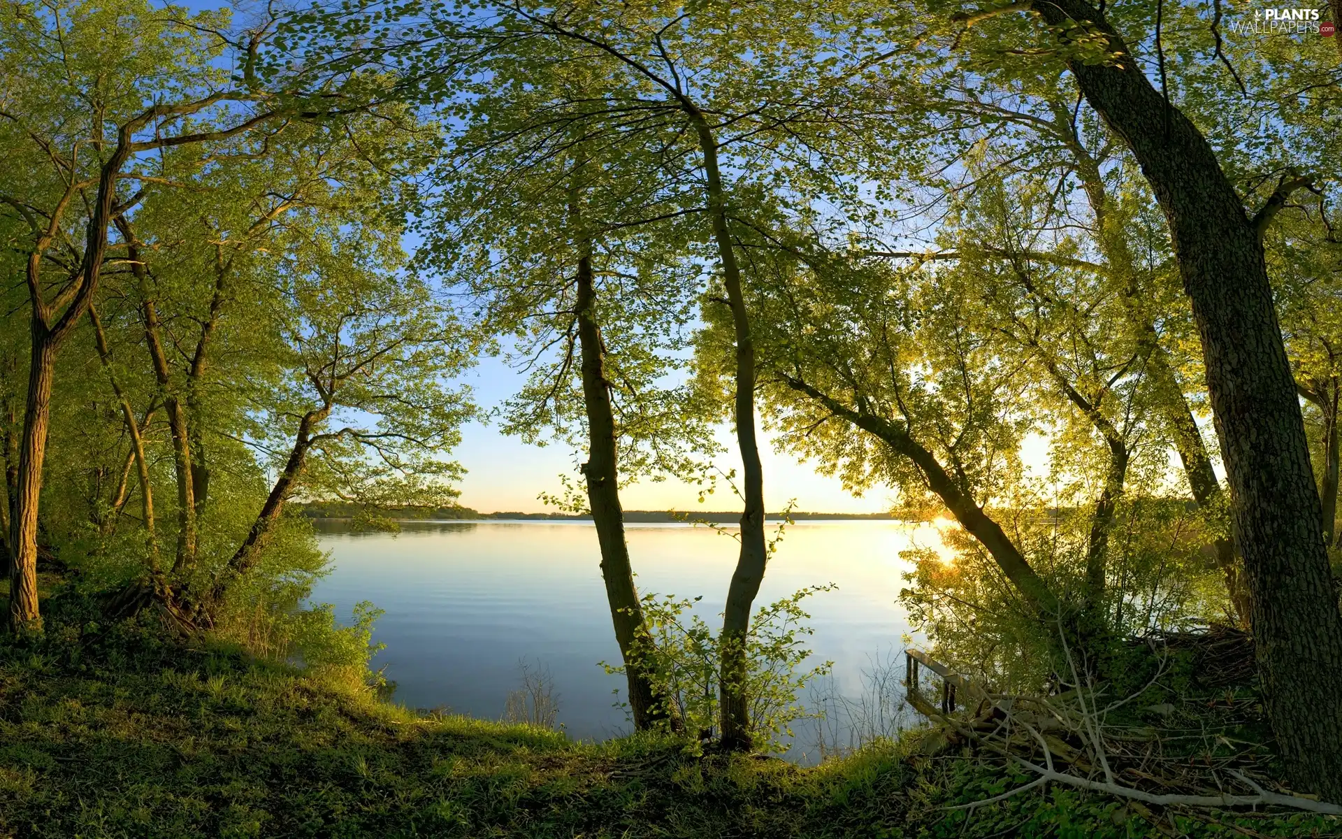 trees, branch pics, lake, viewes