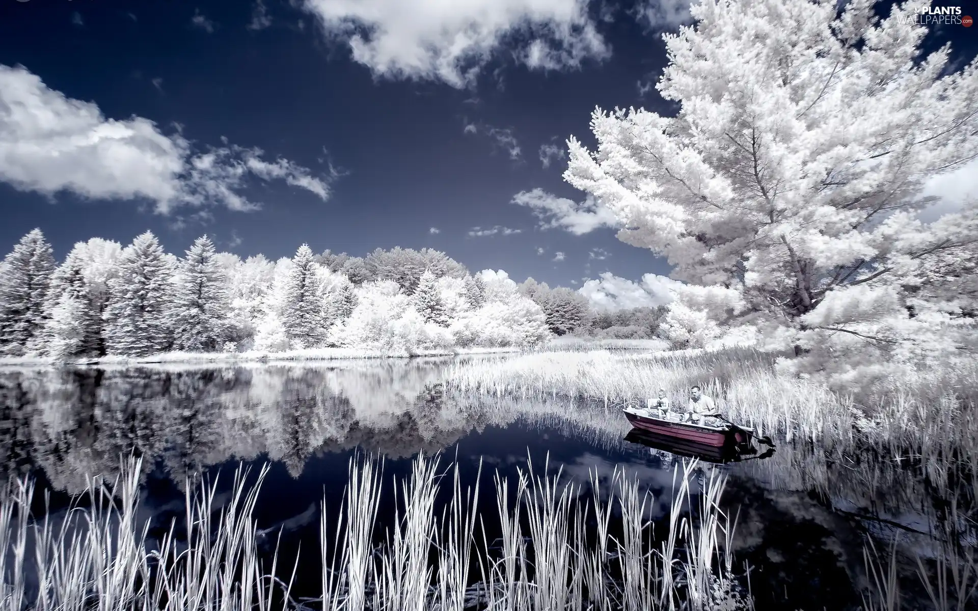 White, viewes, lake, trees