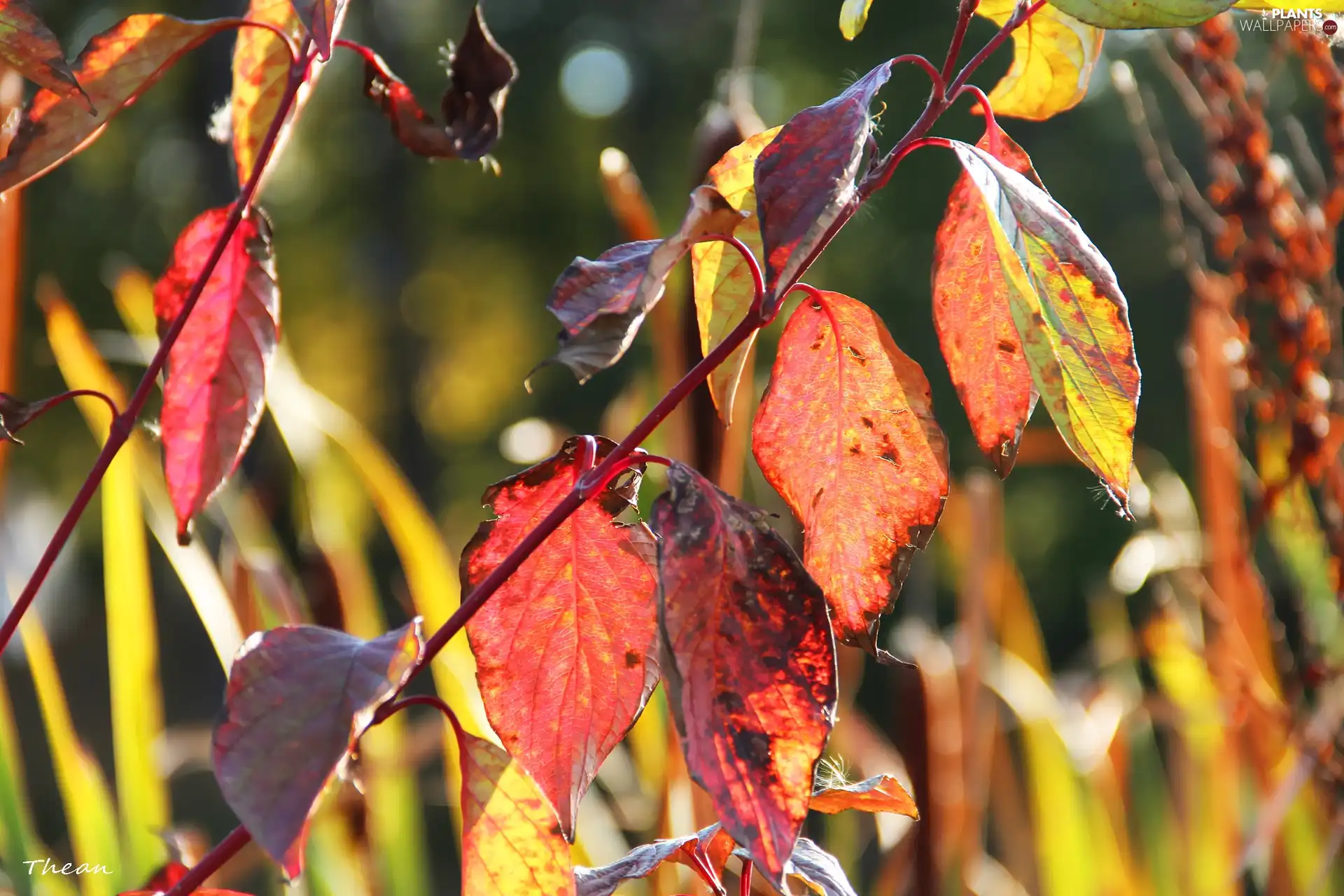 Autumn, Leaf