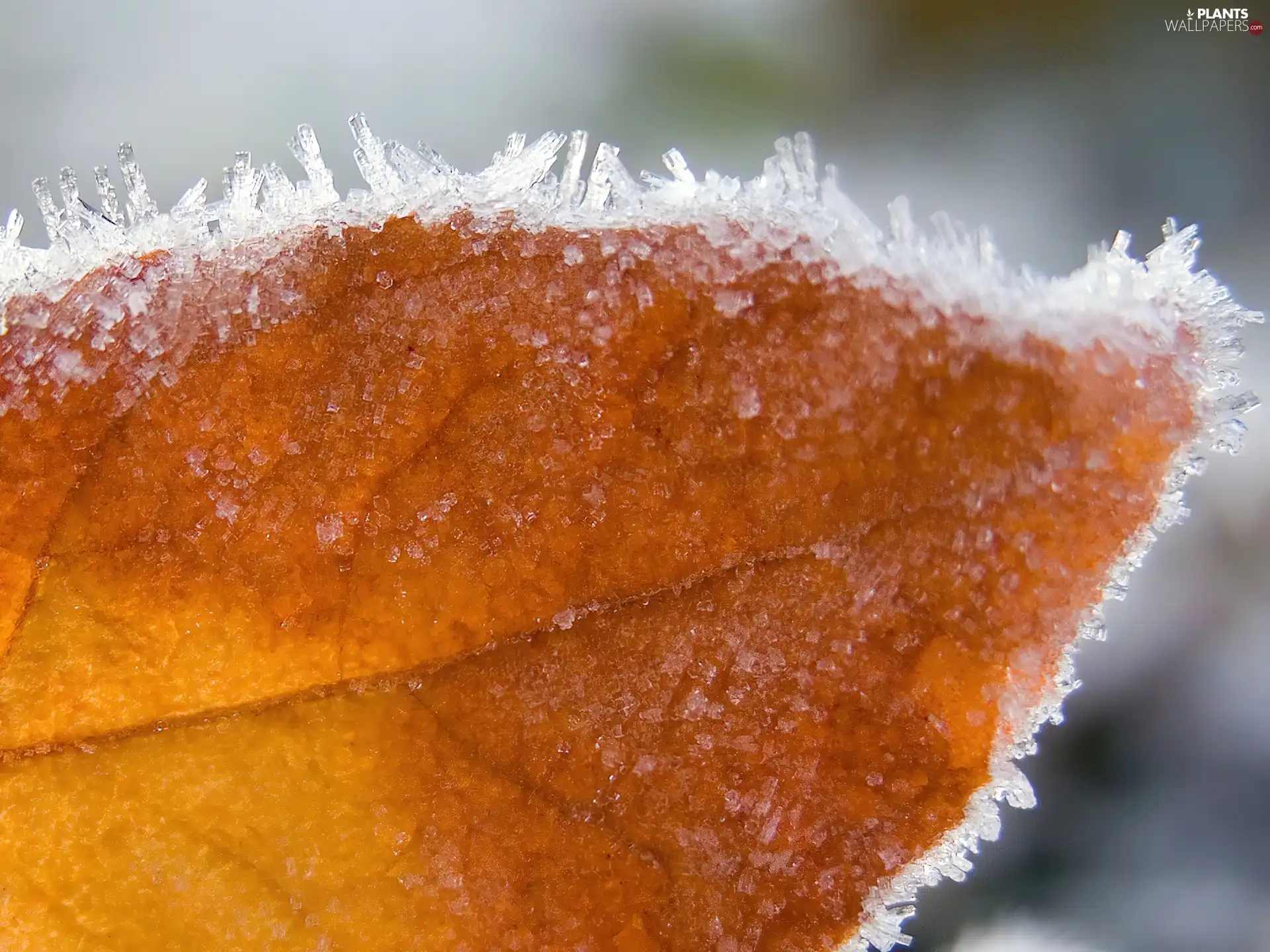 leaf, frosted, Autumn