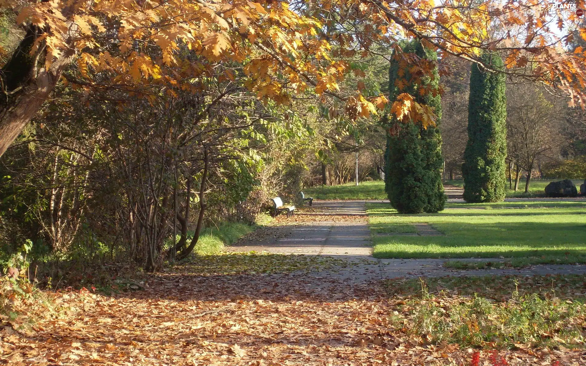 Leaf, autumn, trees, viewes, Park