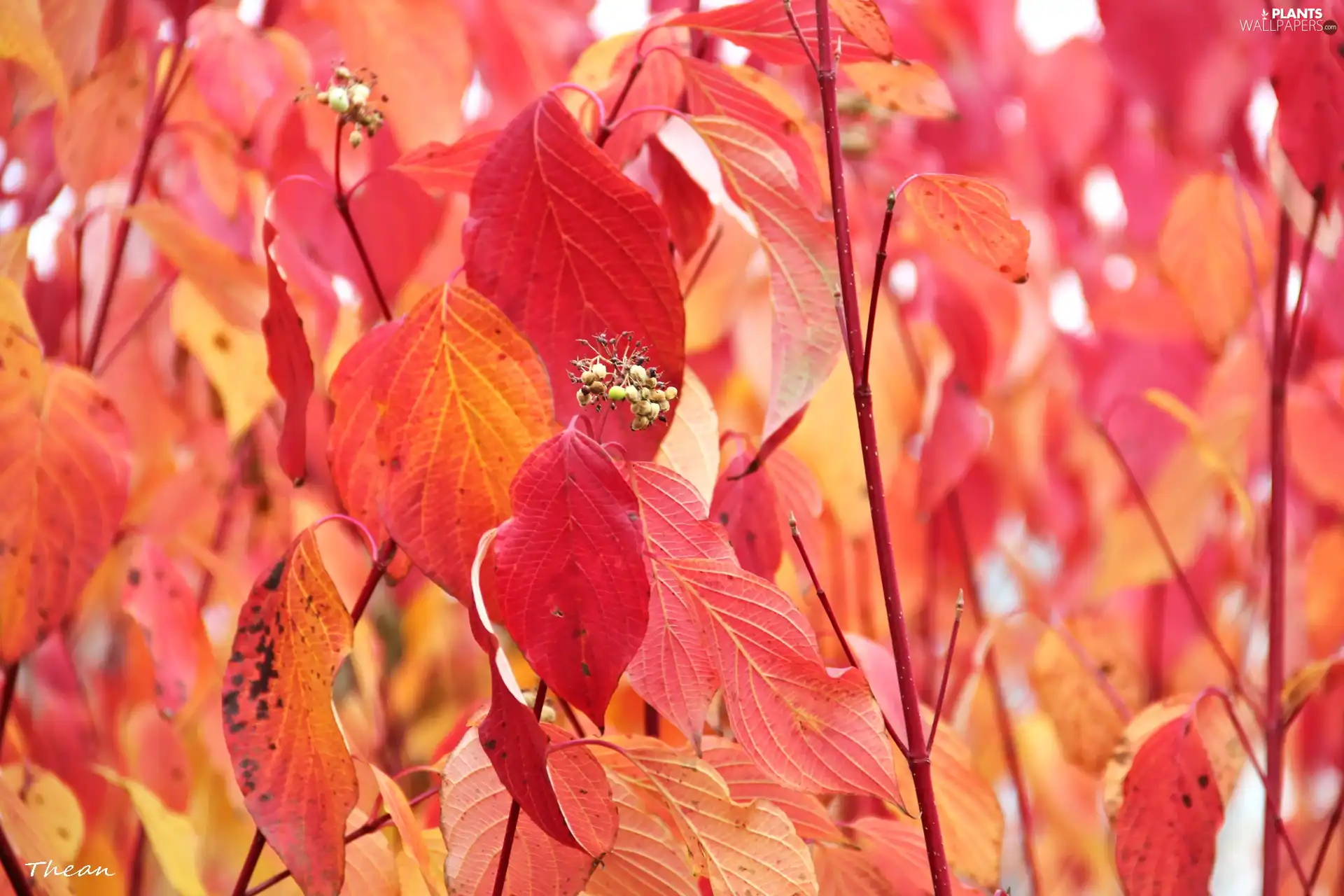 Leaf, Red, Autumn