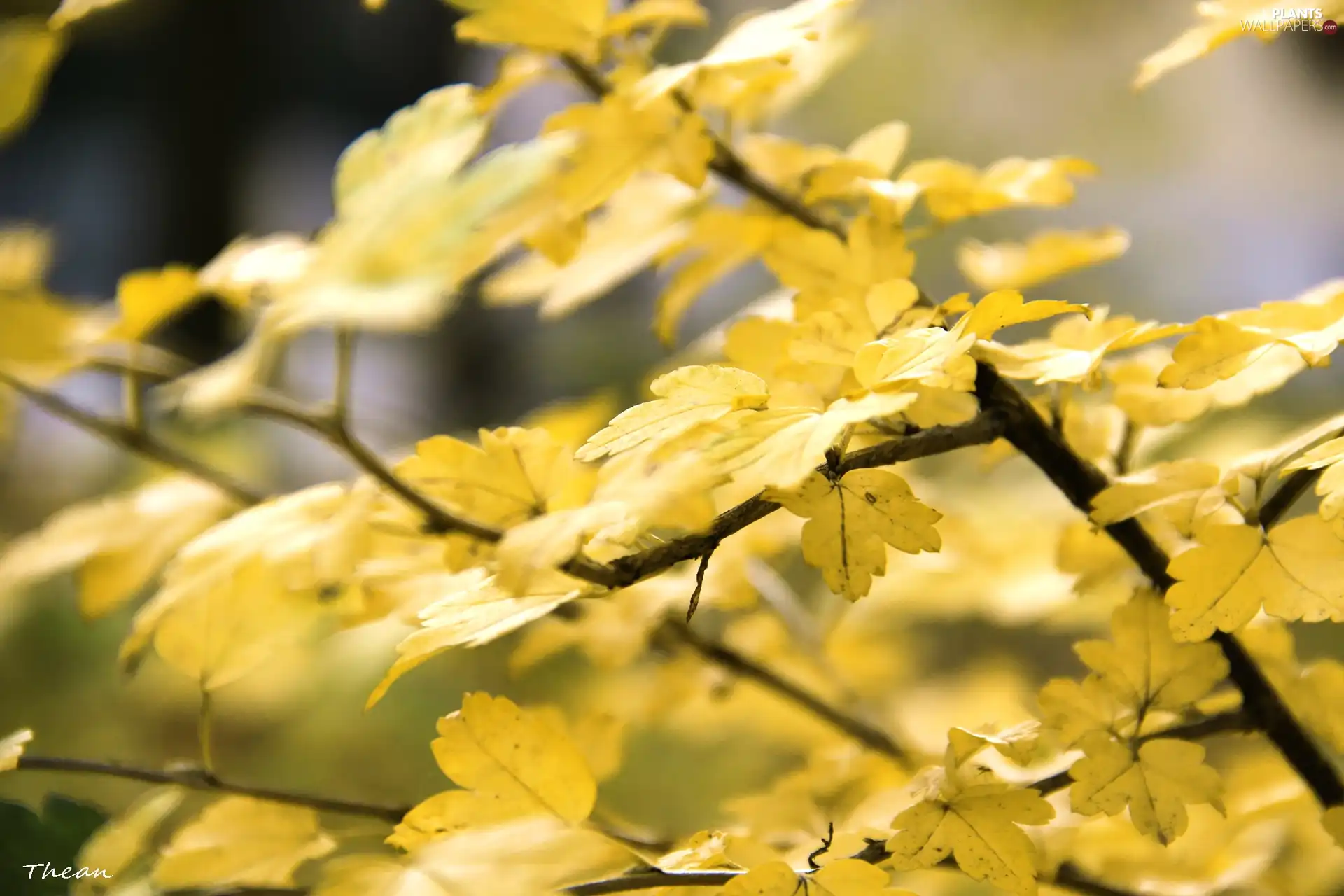 Leaf, Yellow, Autumn