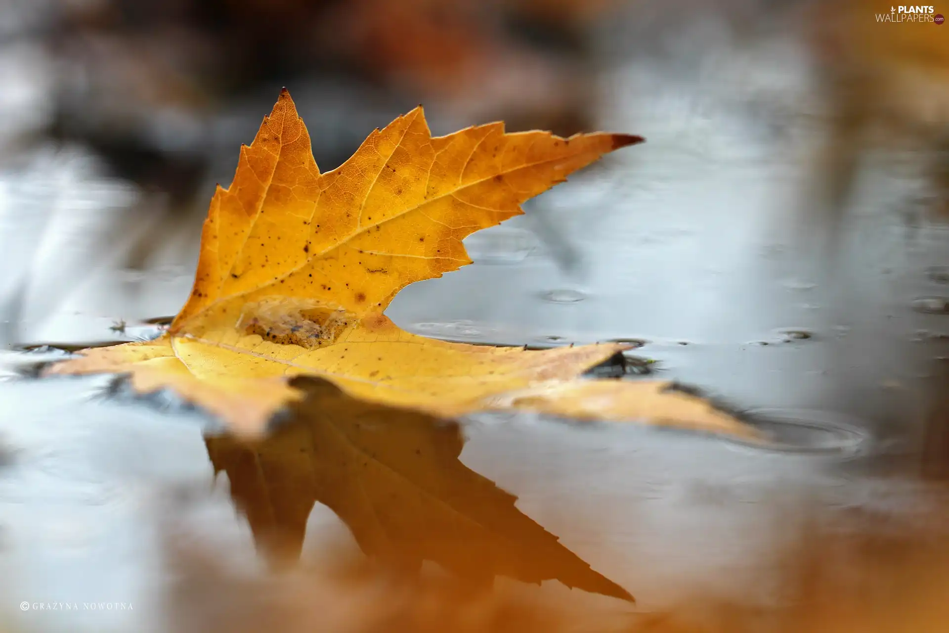 leaf, Yellow, Autumn