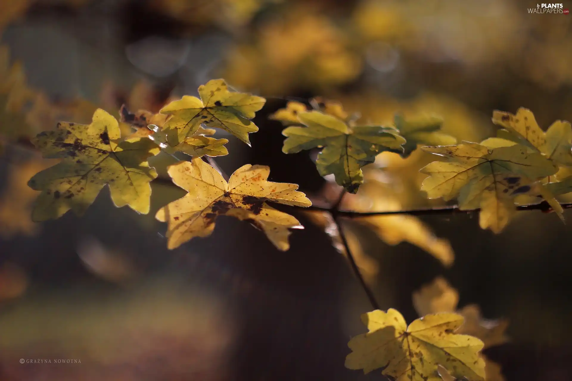 Leaf, Yellow, Autumn