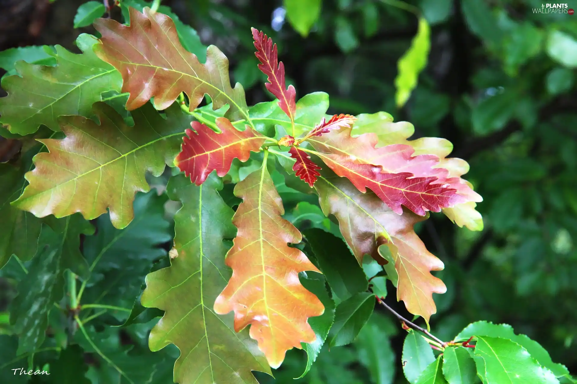 color, Leaf