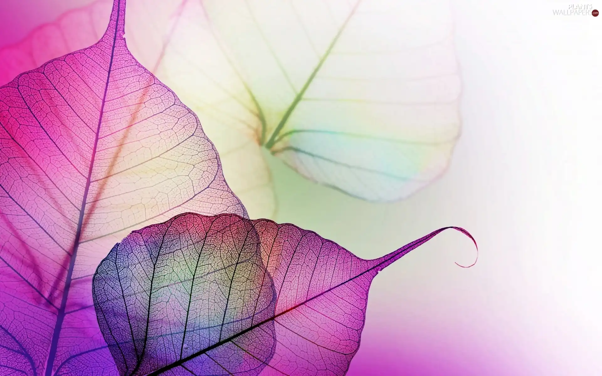 color, Leaf