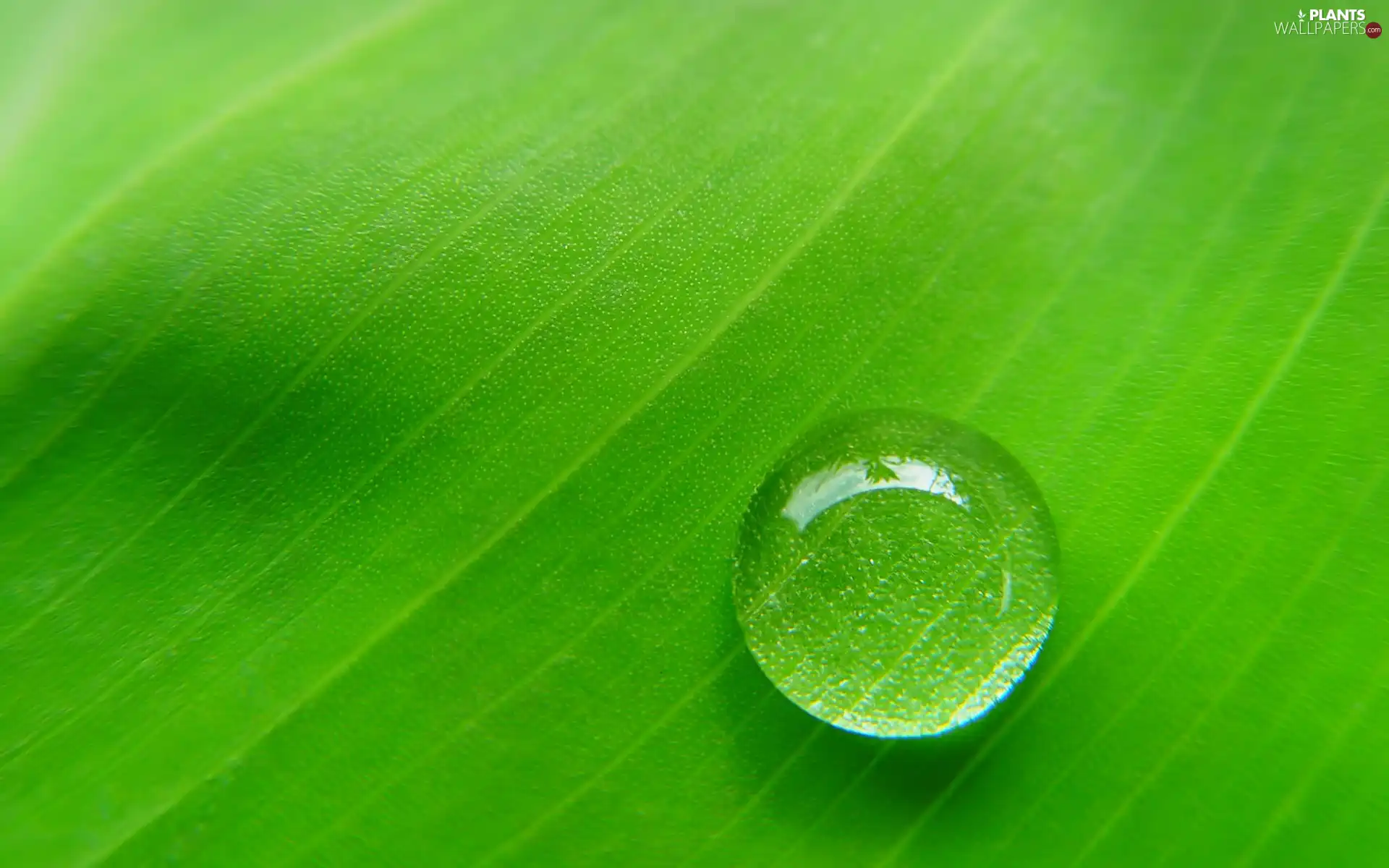 drop, Green, leaf, Rosy