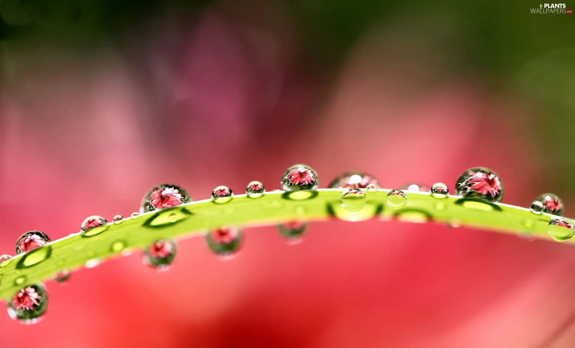 droplets, leaf