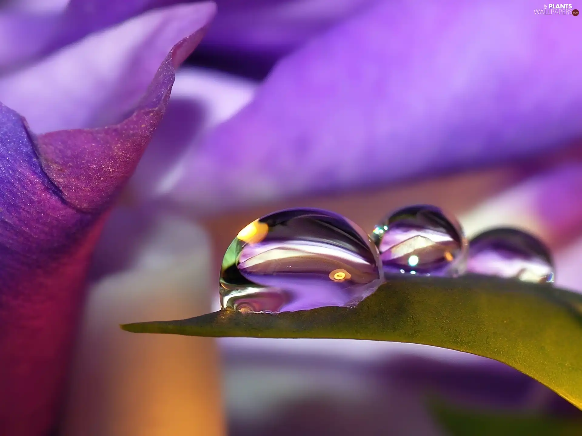 drops, Leaf