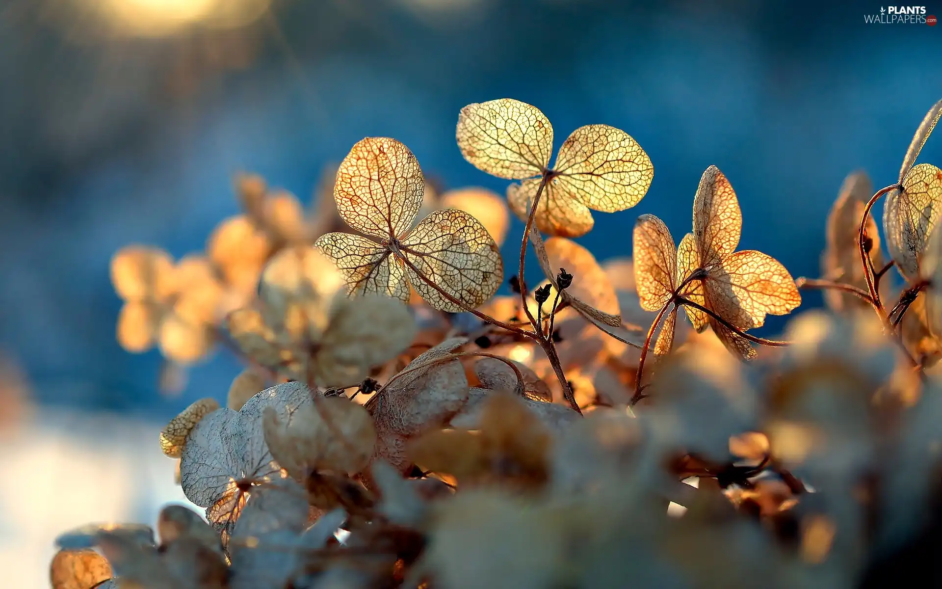 Leaf, Close, dry