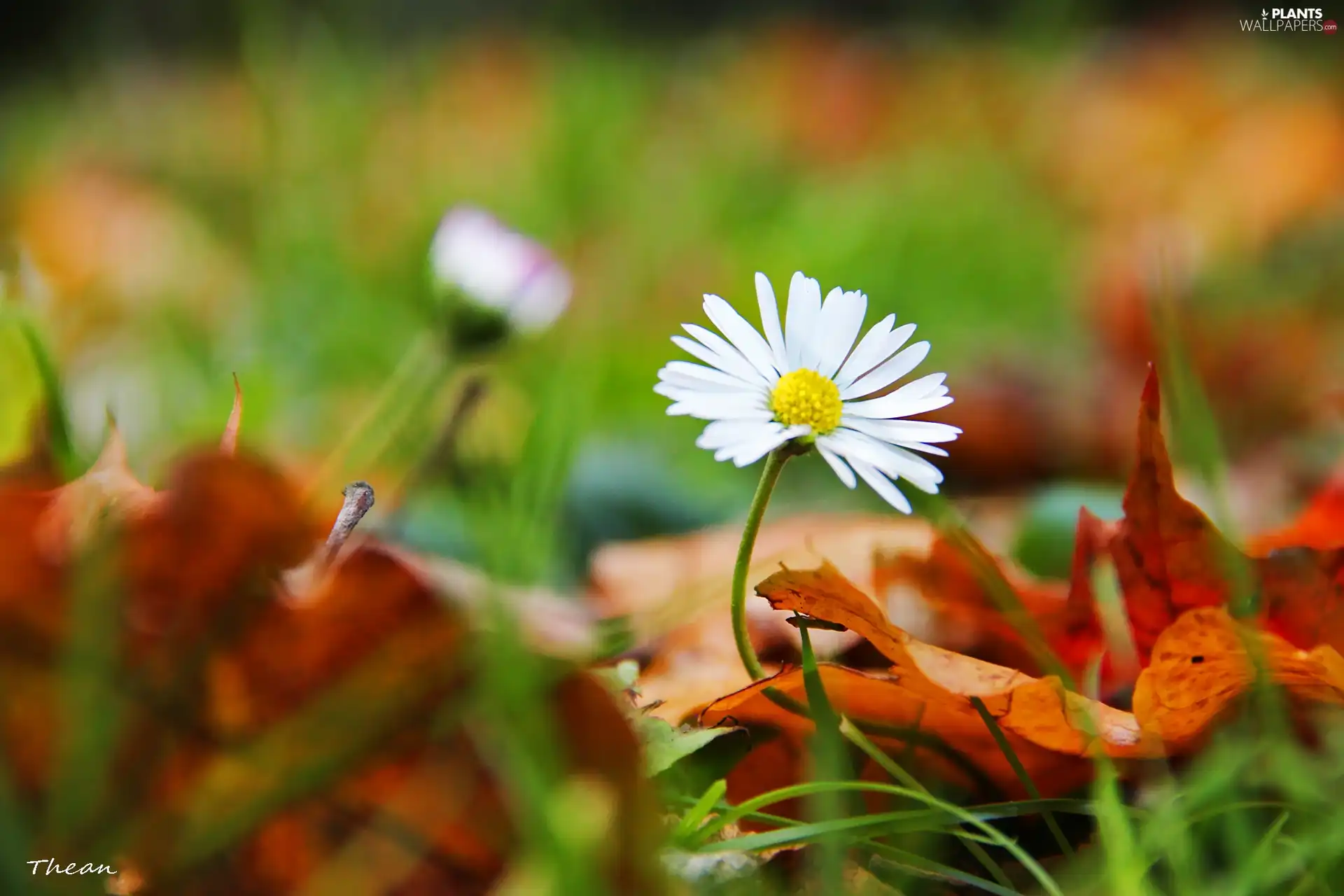 Leaf, daisy, dry