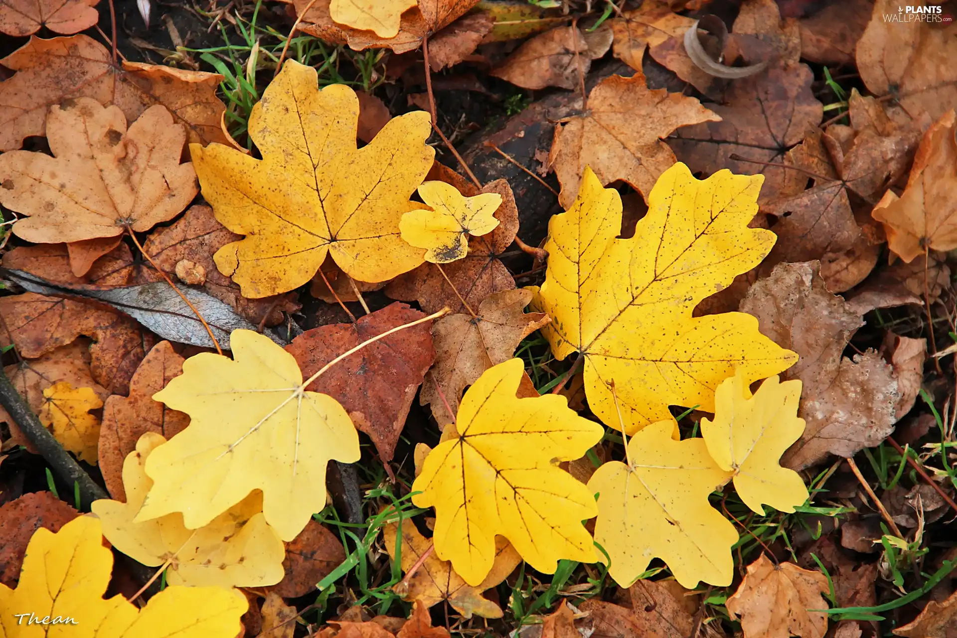 Leaf, Yellow, dry