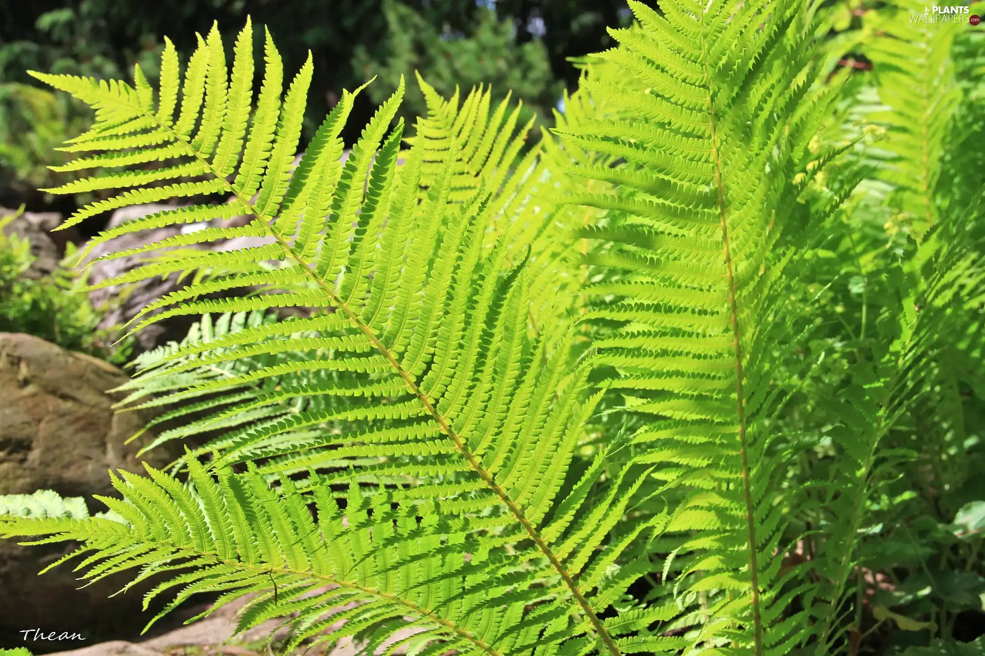 fern, Leaf