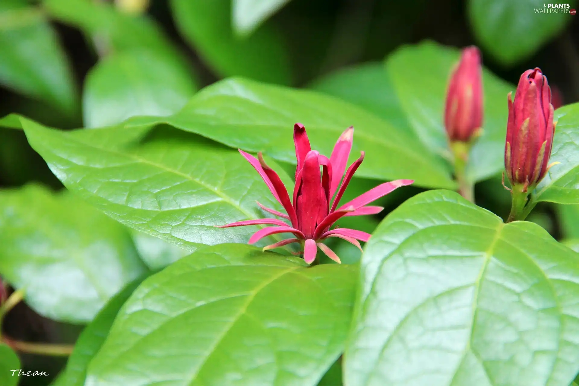 Leaf, Red, Flowers