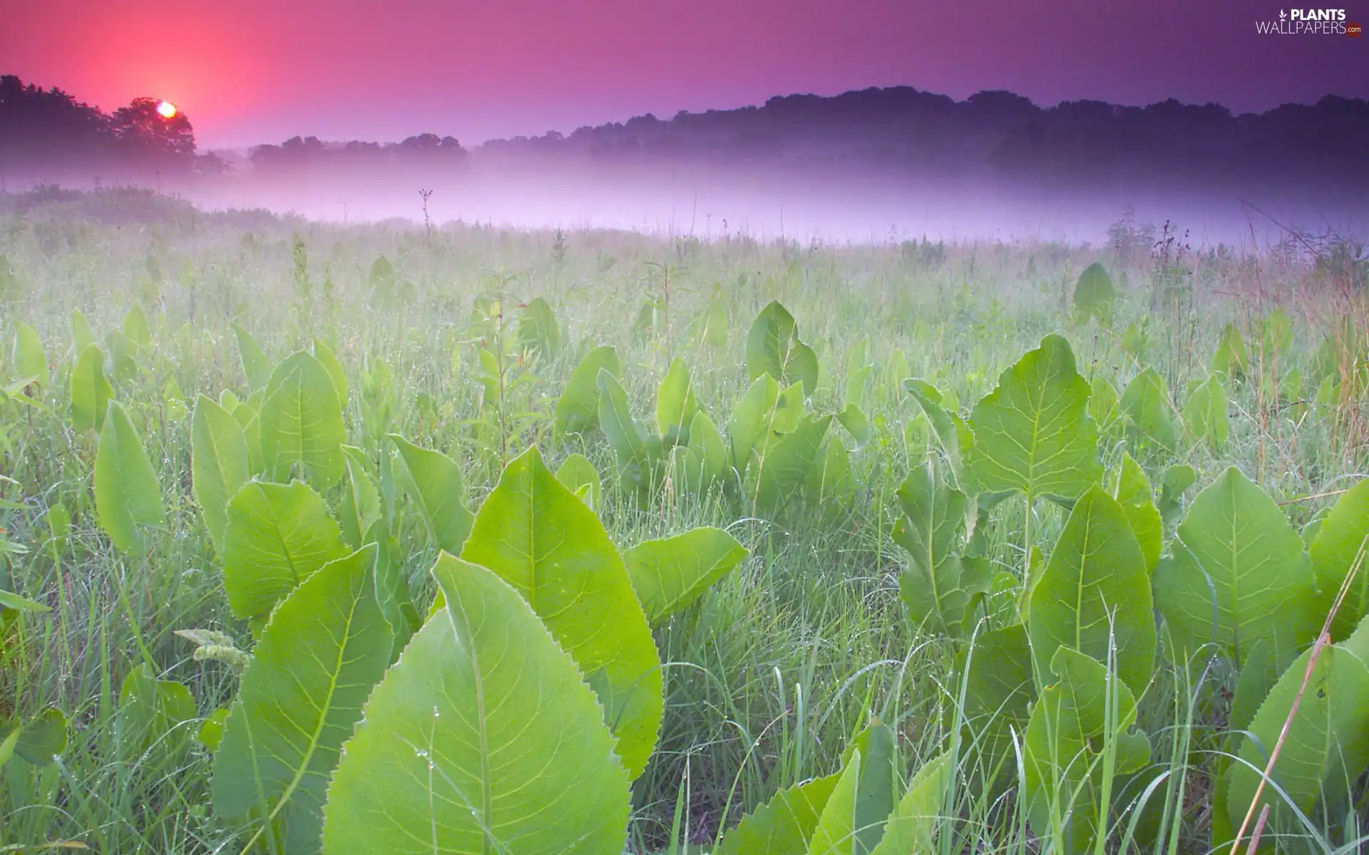 dew, rays, Leaf, Fog, grass, sun